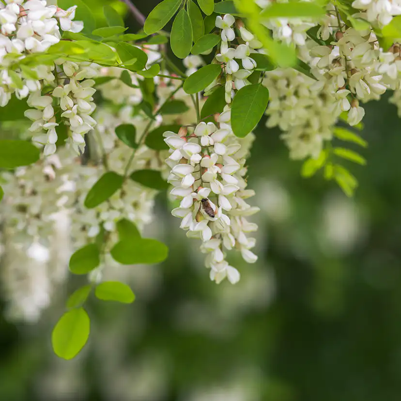 Prydnadsträd Omnia Garden Klotrobinia Umbraculifera 100-120 cm