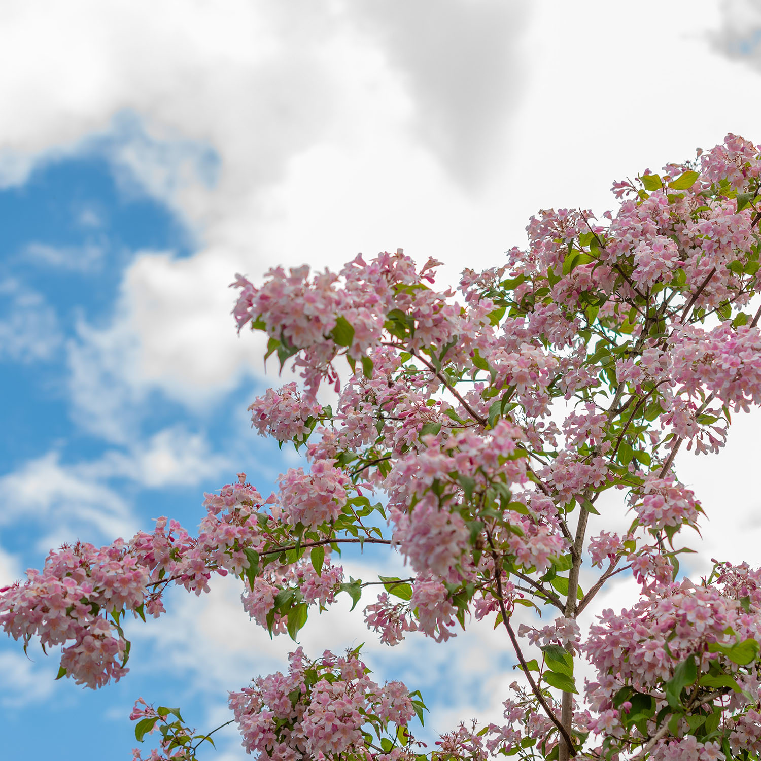 Paradisbuske Omnia Garden Solitär Prydnadsbuske Rosa Blomning 125-150 cm