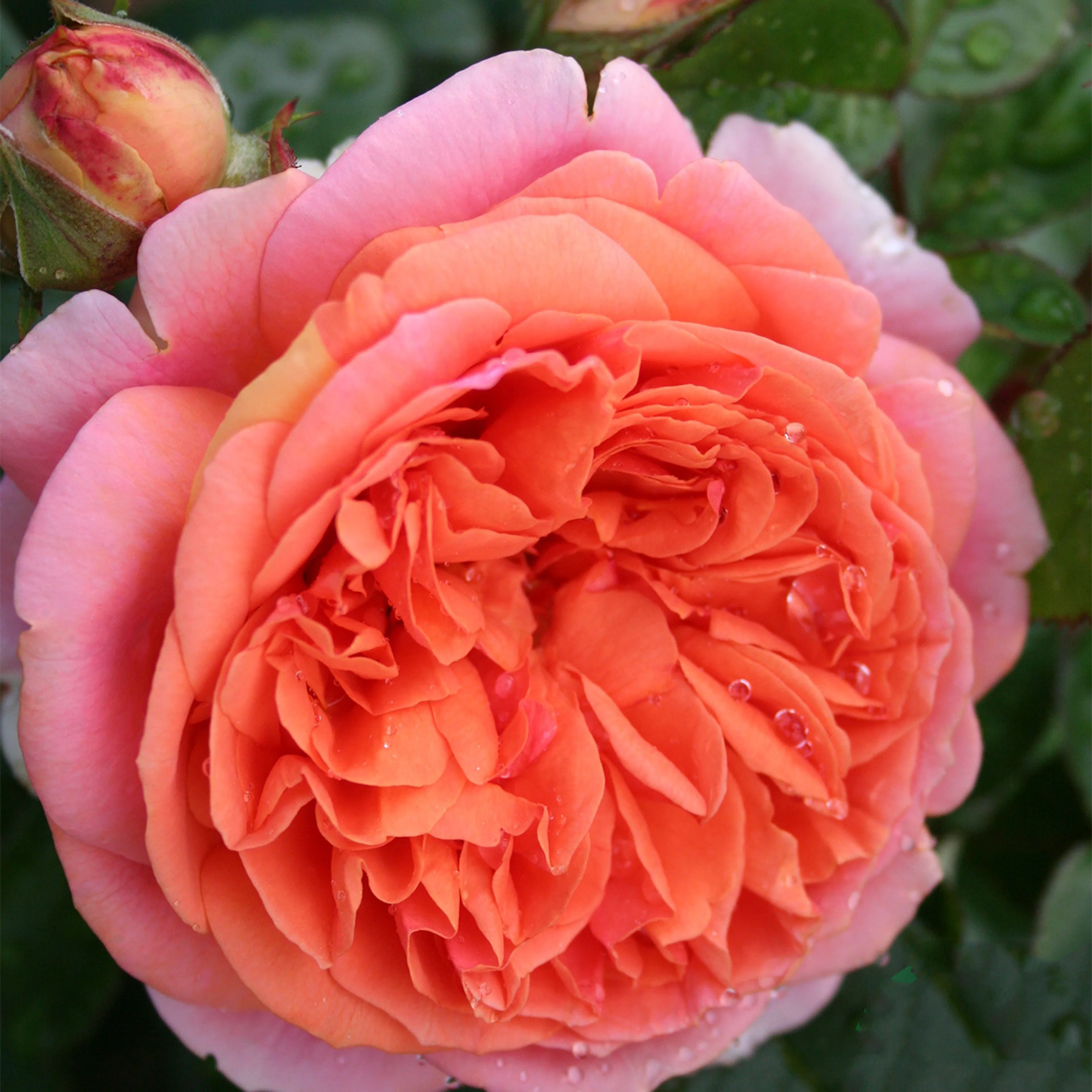 Rosa "Chippendale", 10-pack 10-pack