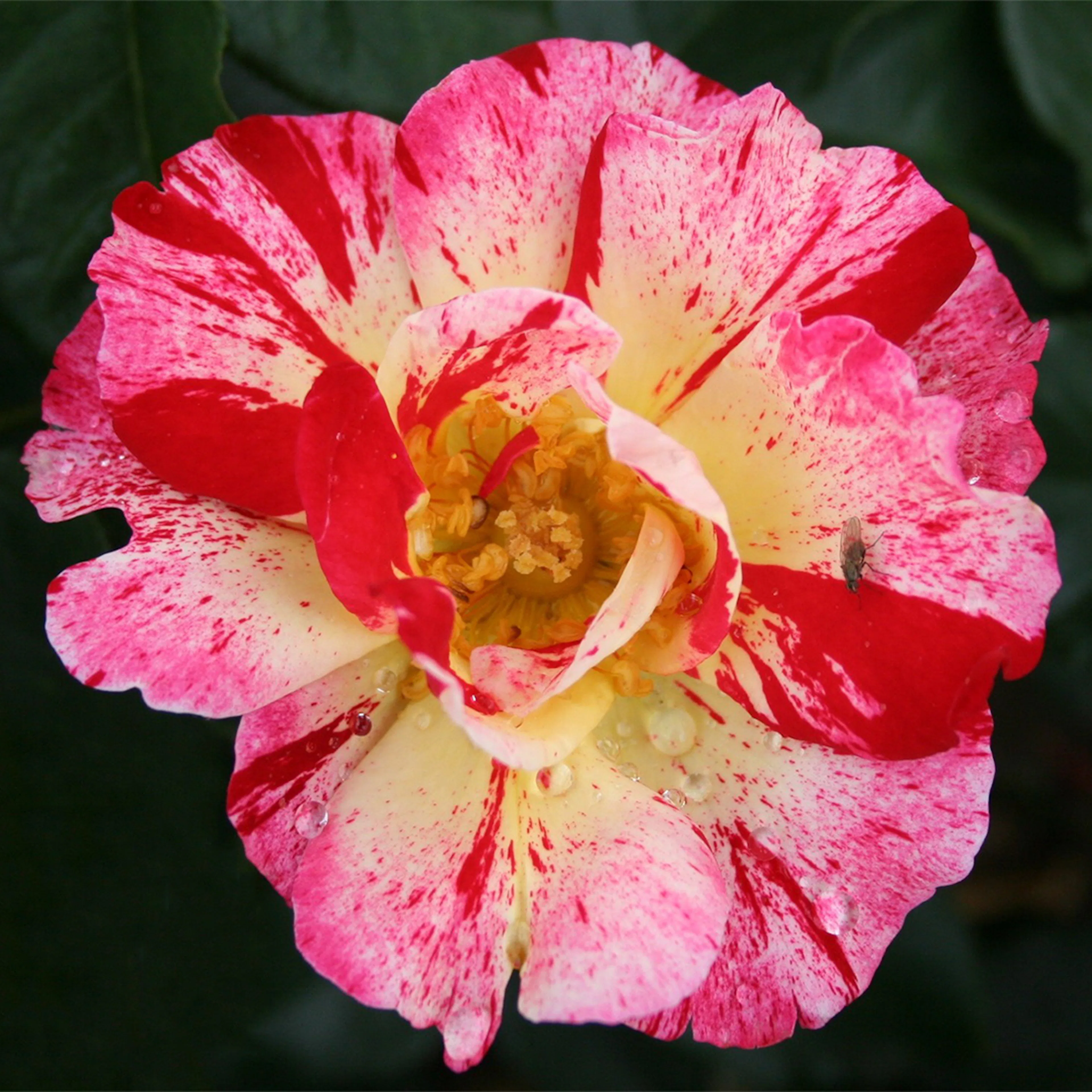 Rosa "Hanky Panky", 5-pack 5-pack