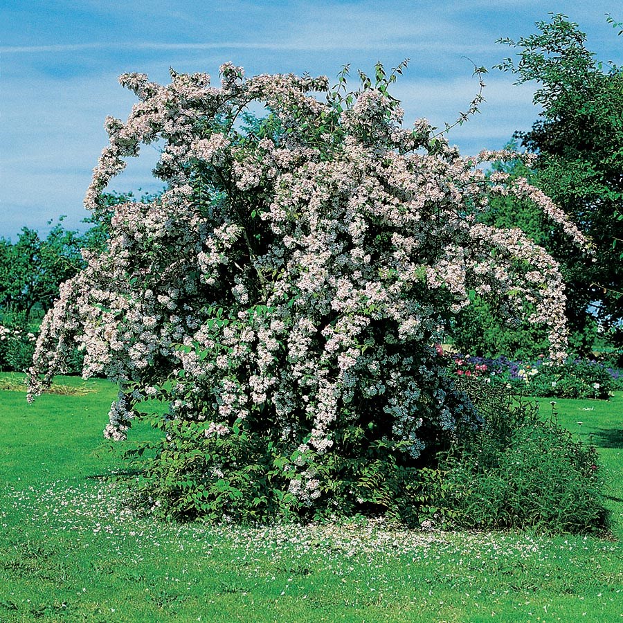 Paradisbuske Omnia Garden Solitär Prydnadsbuske Rosa Blomning 125-150 cm