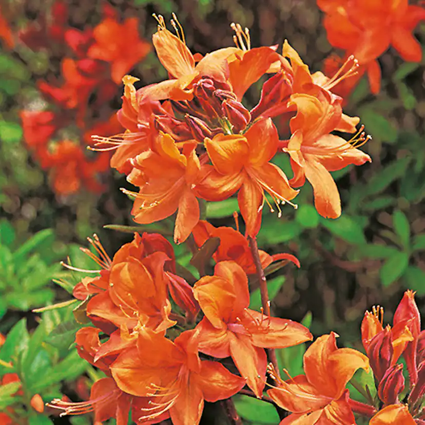 Rhododendron Azalea Omnia Garden Knaphill Golden Eagle Orange Buske 30-40 cm