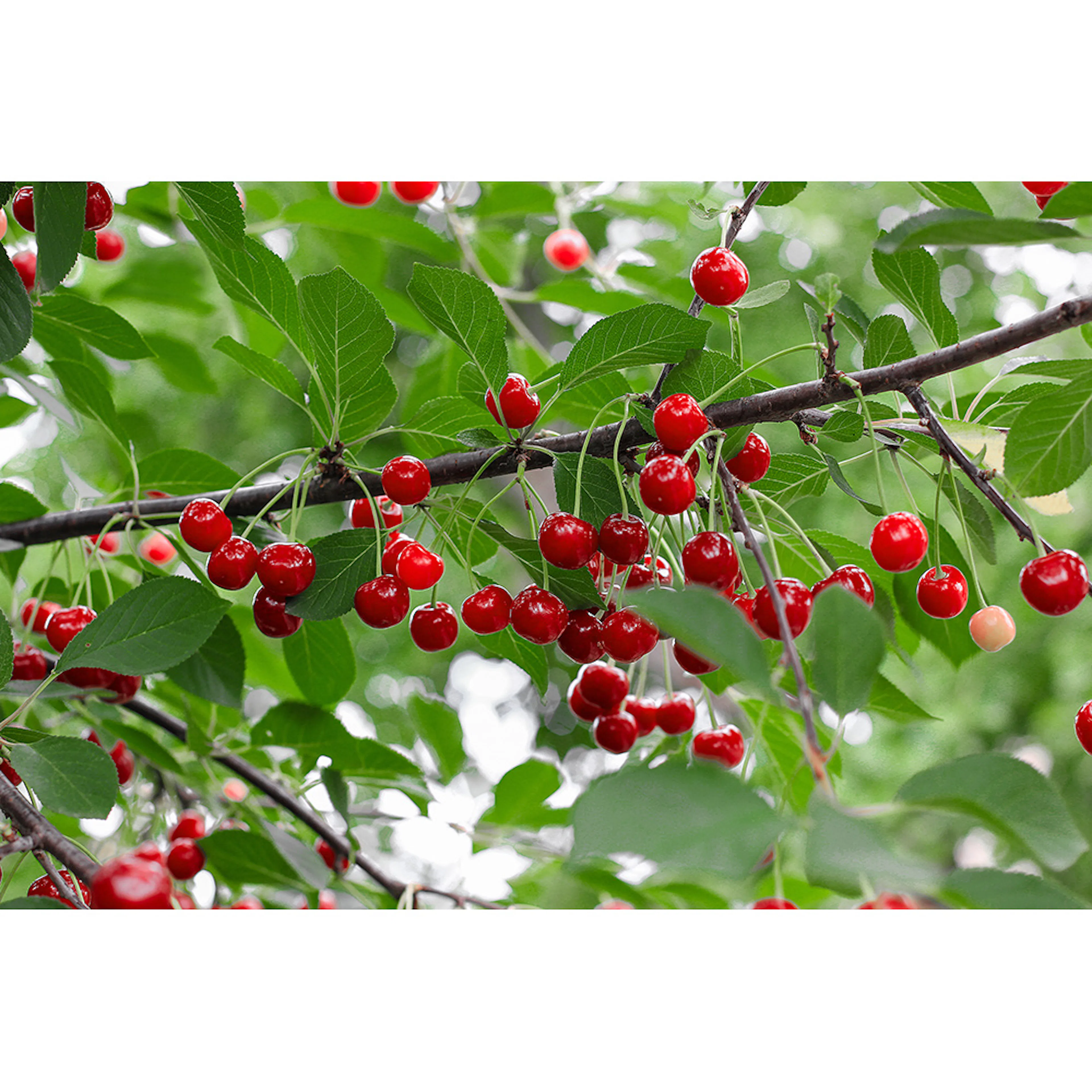 Prunus cerasus 'Berit' (körsbär) Utan uppbindningskit