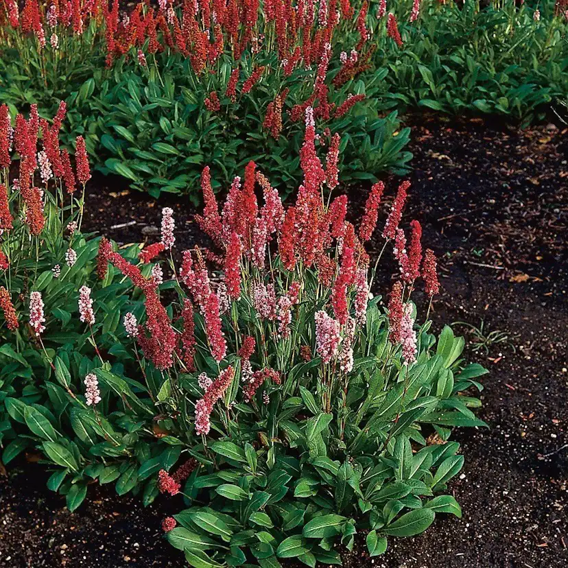 Planta Omnia Garden Bergormrot Darjeeling Red