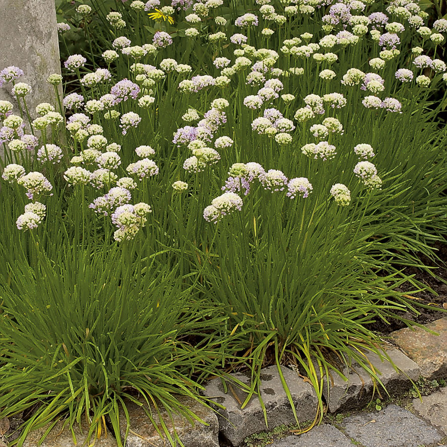 Planta Omnia Garden Strandtrift Alba