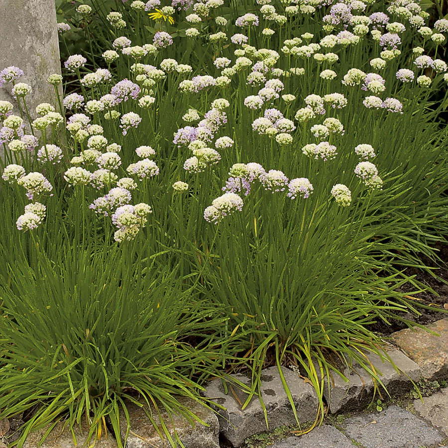 Planta Omnia Garden Strandtrift Alba