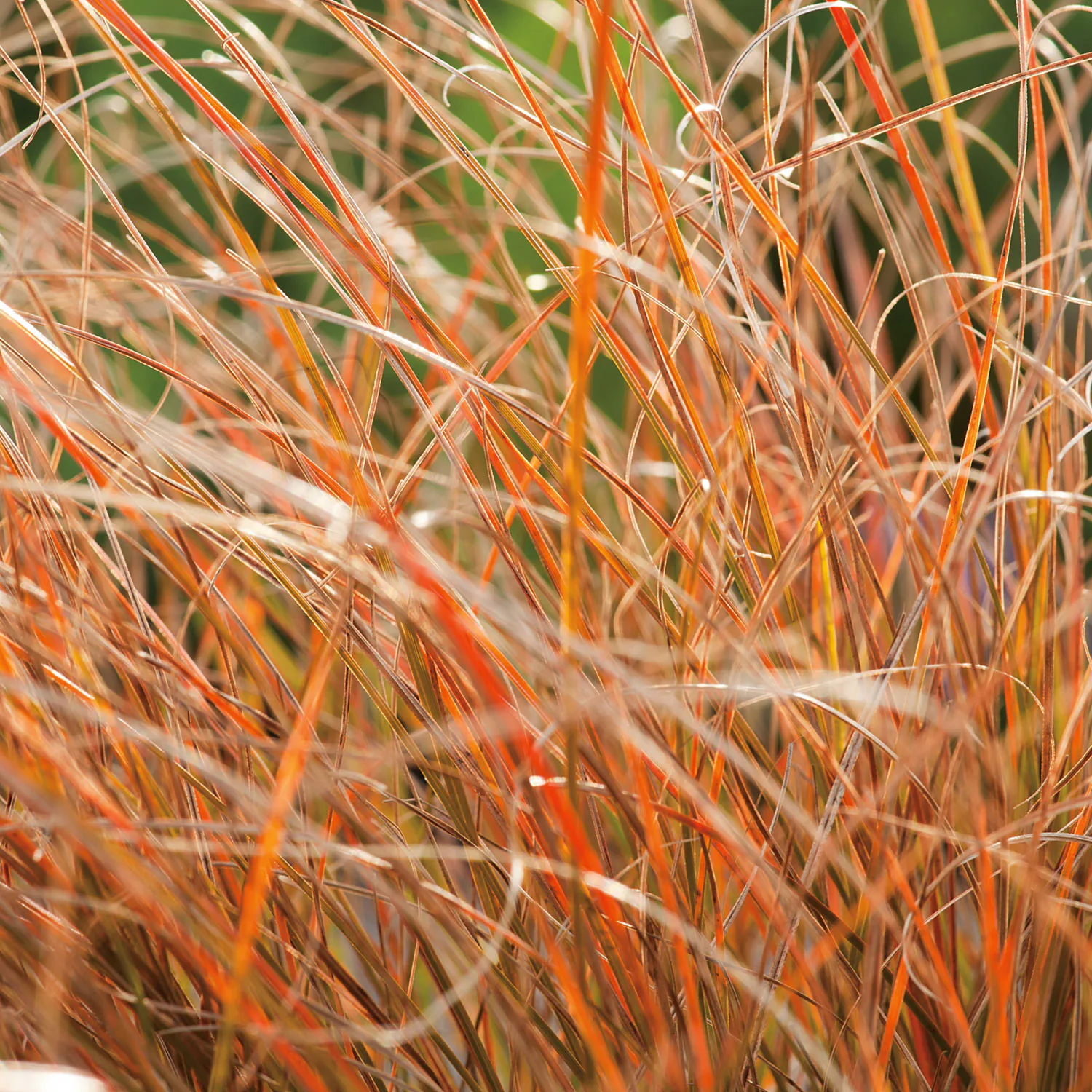 Planta Omnia Garden Brandstarr Prairie Fire