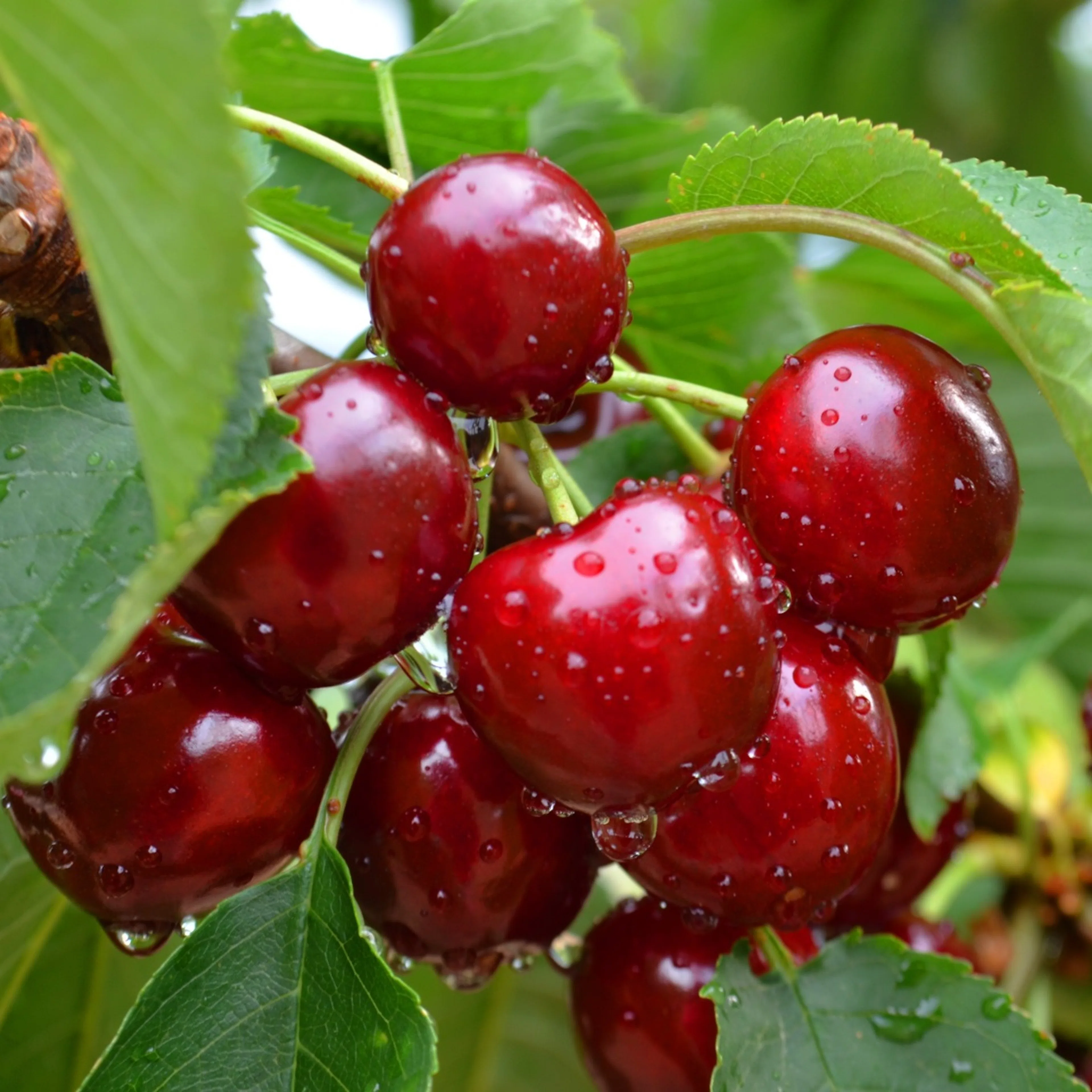 Prunus avium 'Sunburst' (körsbär), inkl. uppbindnings kit Med uppbindningskit