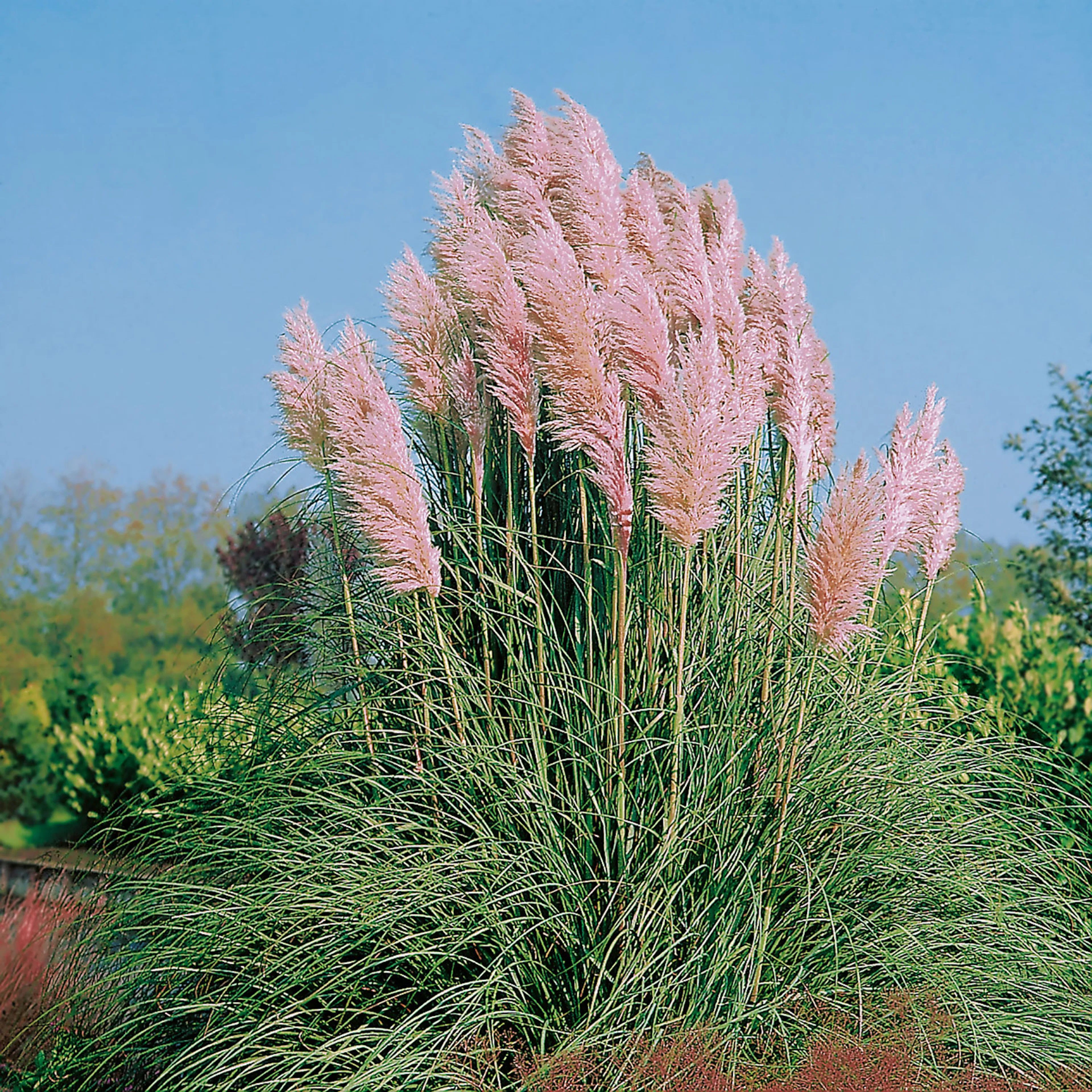 Cortaderia selloana 'Rosea', 2 L 1-pack