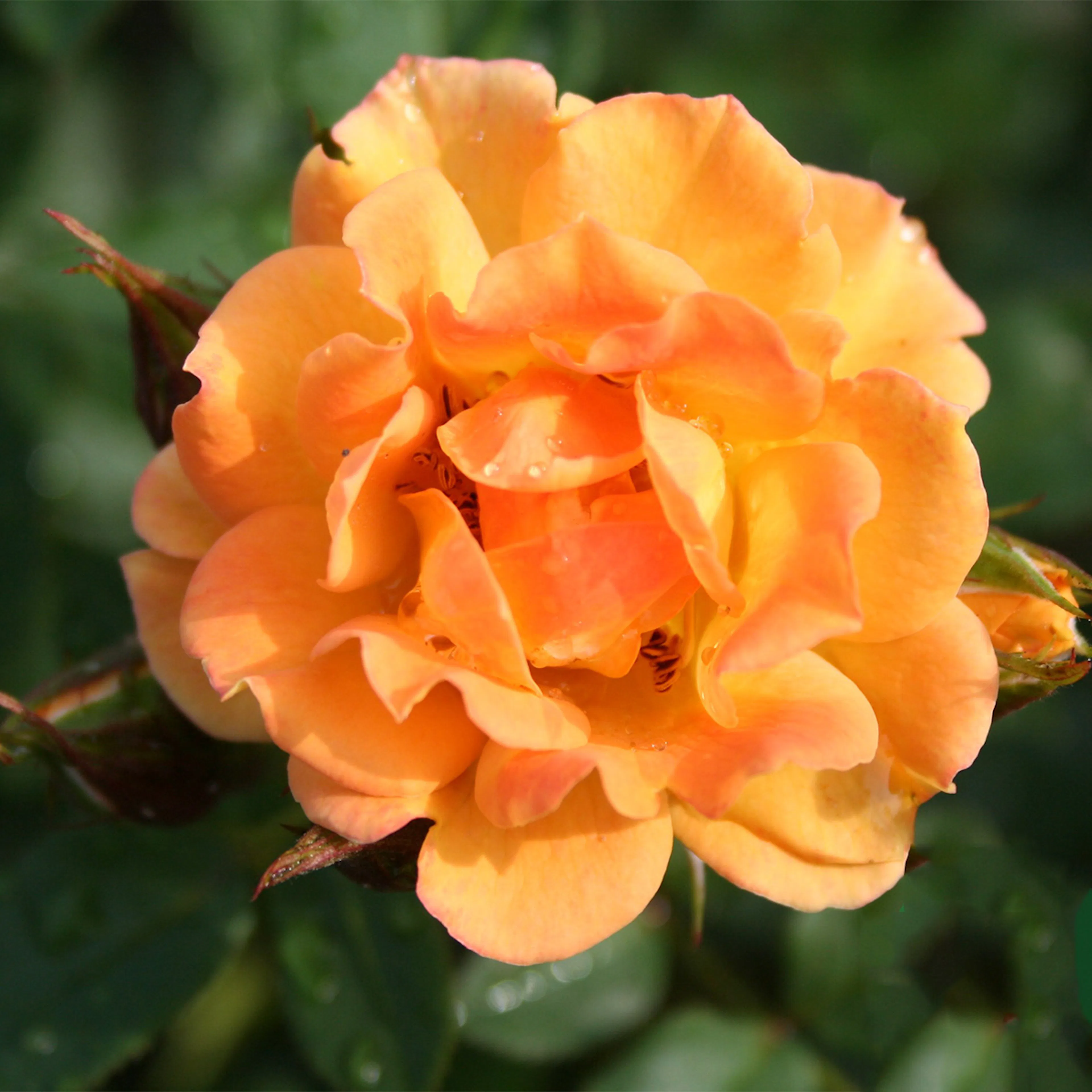 Rosa "Flaming Cover", 5-pack 5-pack
