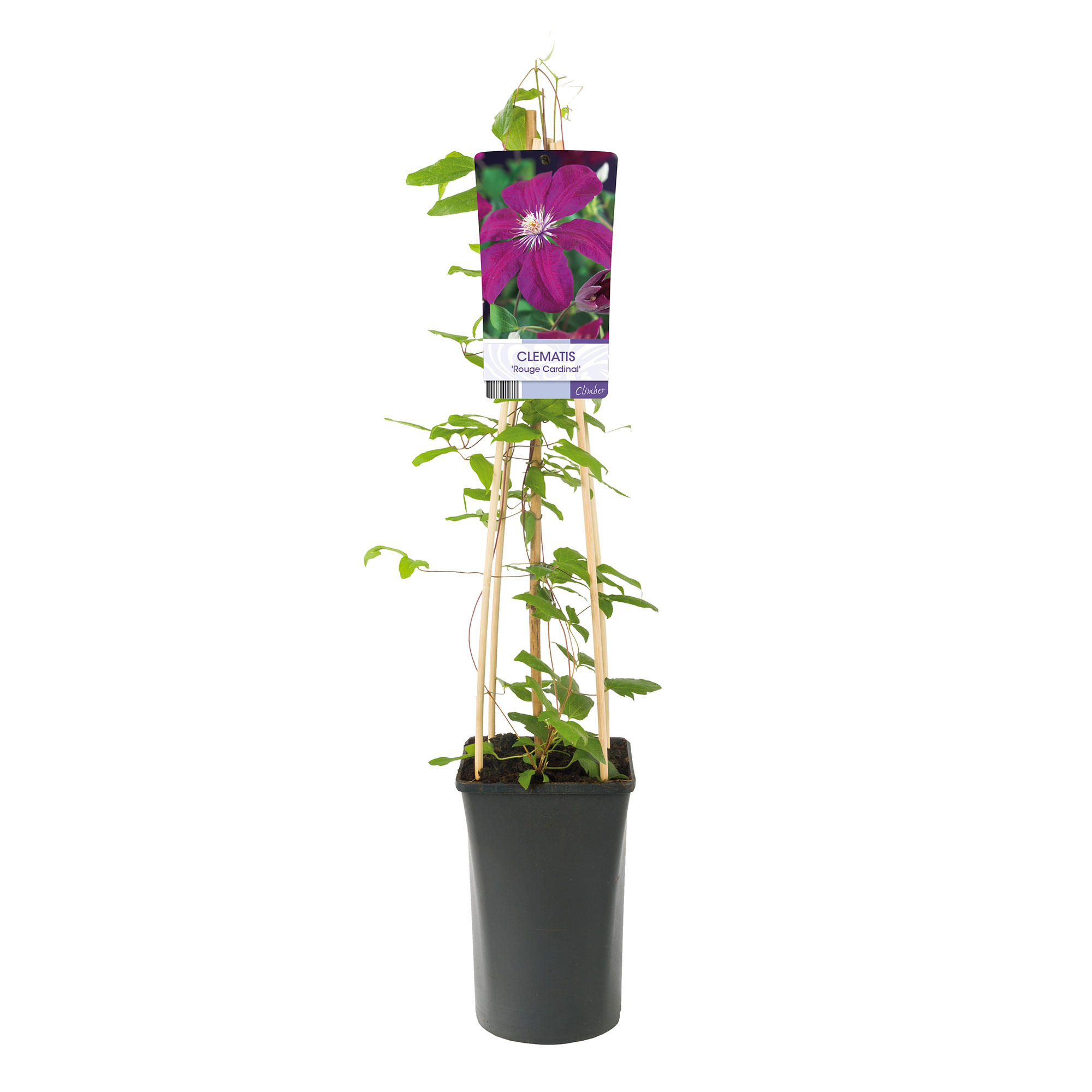 Klätterväxt Purpurröd Jackmanii Klematis Omnia Garden 40-60 cm