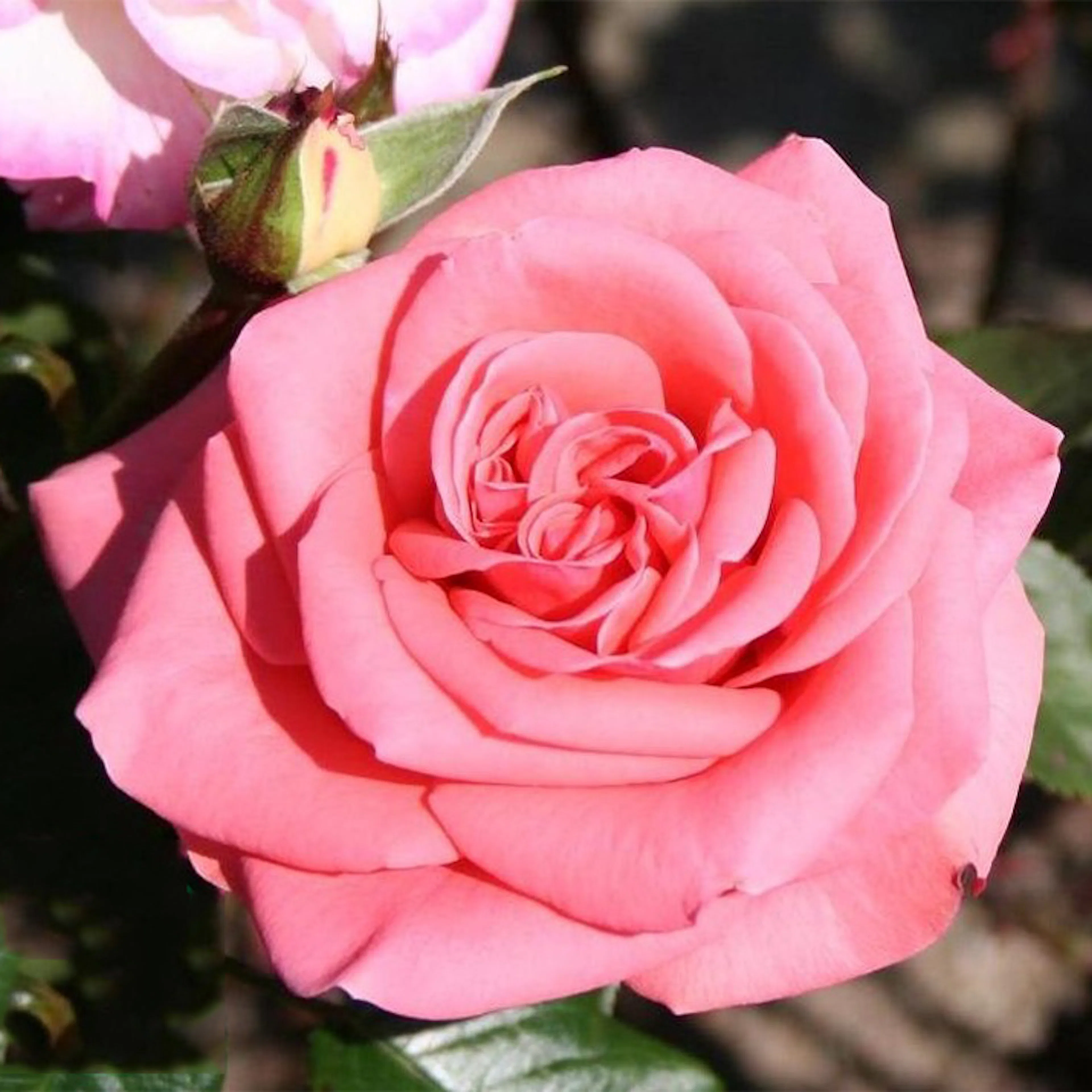 Rosa "Louisiana", 5-pack 5-pack