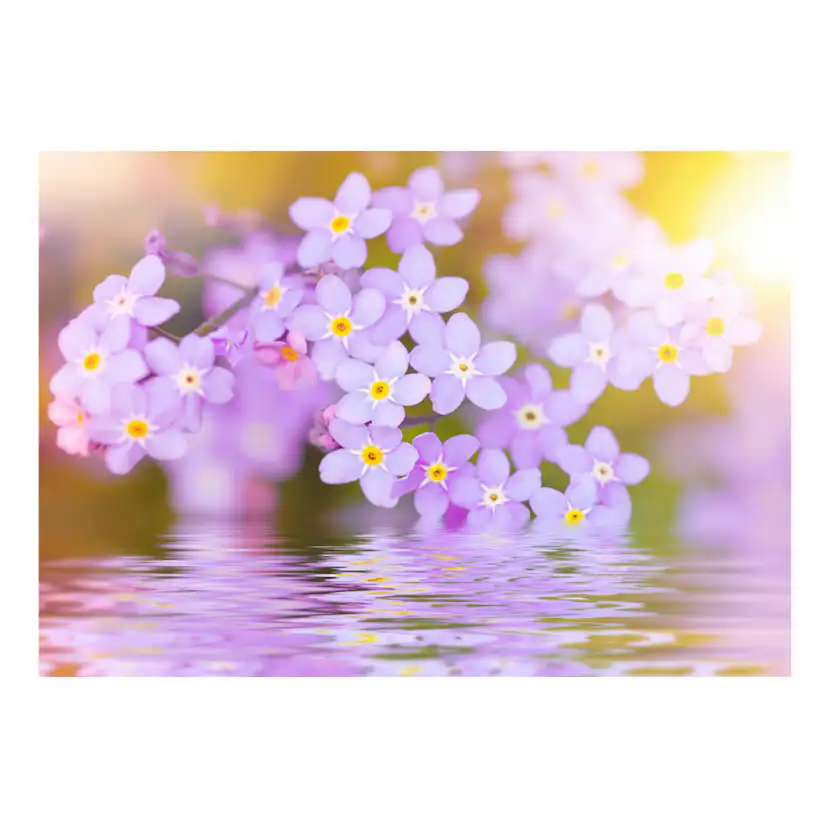 Fototapet Arkiio Violet Petals In Bloom