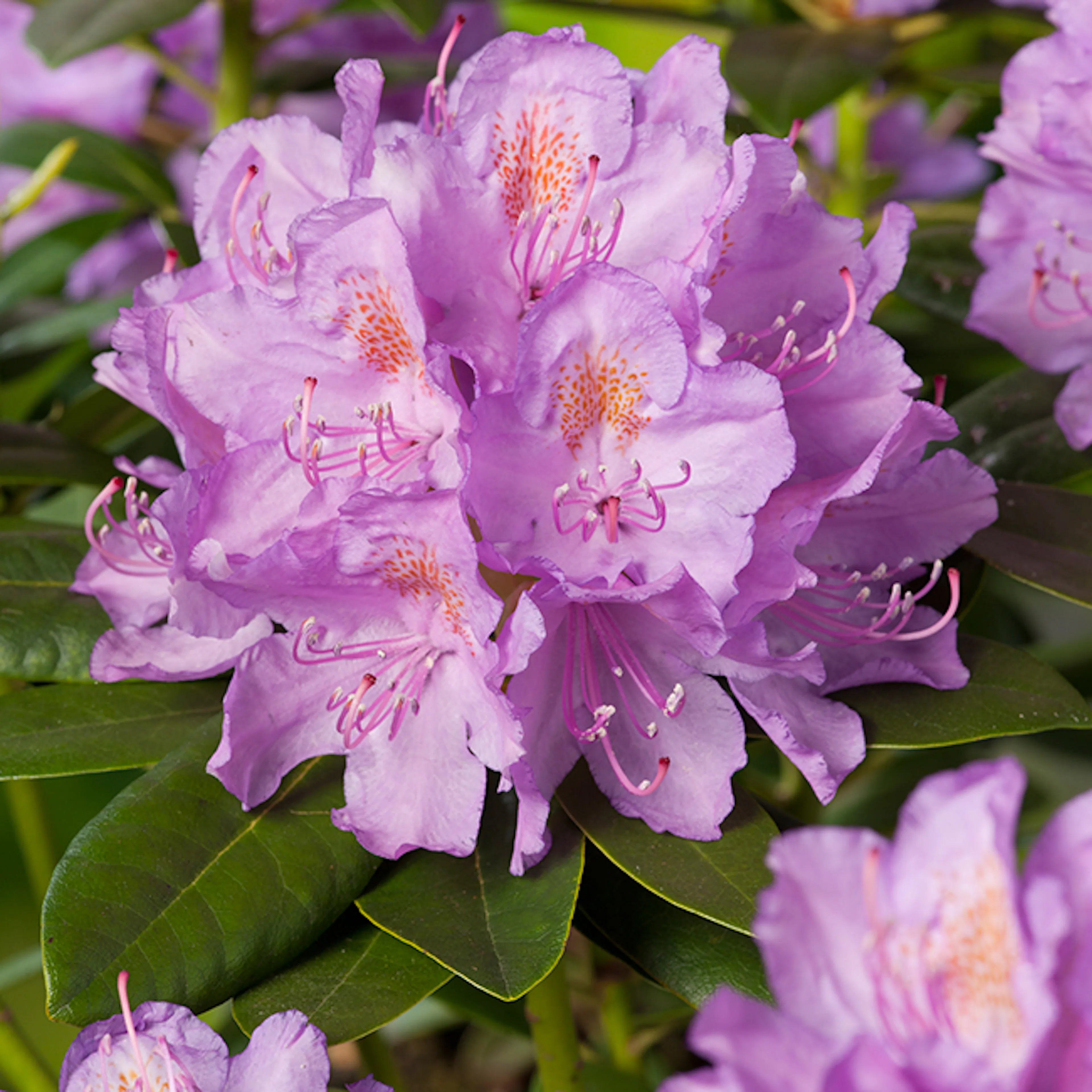Rhododendron Omnia Garden Catawbiense Grandiflorum Lila Buske 30-40 cm, 3 st/frp