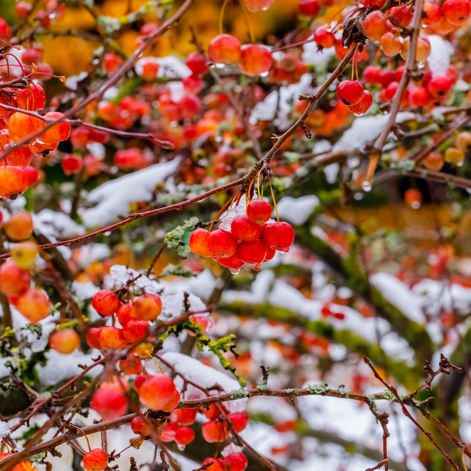 Prydnadsträd Prydnadsapel Omnia Garden Evereste