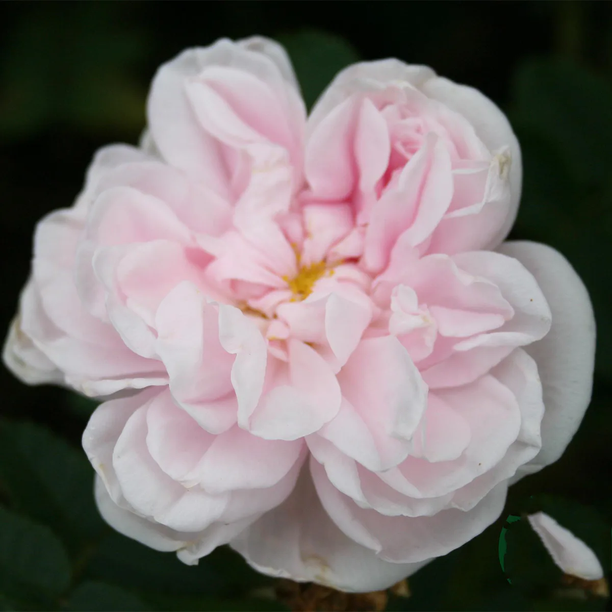 Storblommig Buskros Omnia Garden Stanwell Perpetual