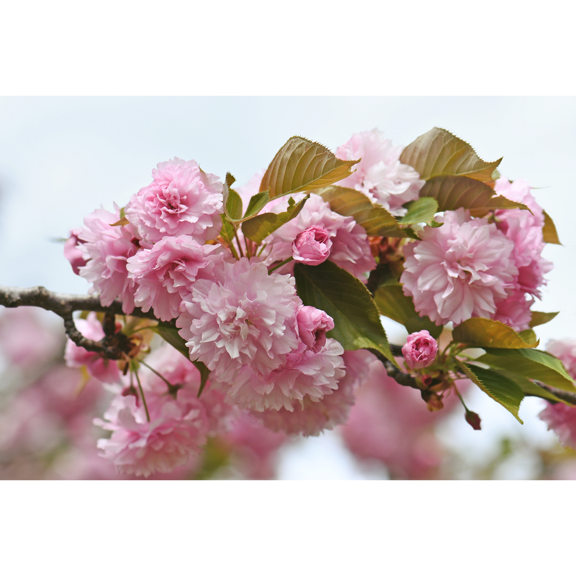 Pryndadsträd Omnia Garden Frilandsodlat Japanskt Körsbärsträd, Högstamsträd