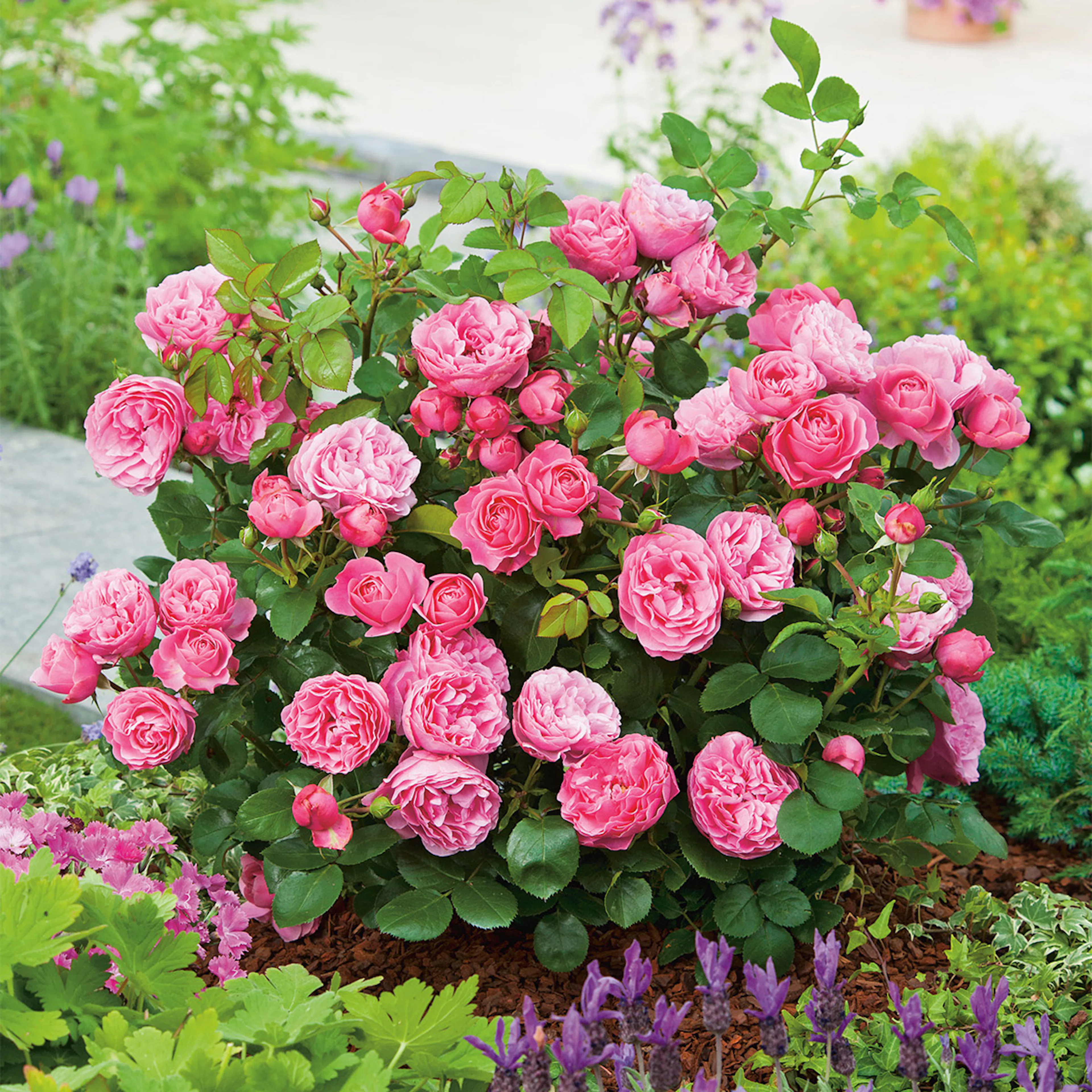 Rosa "Leonardo da Vinci", 10-pack 10-pack