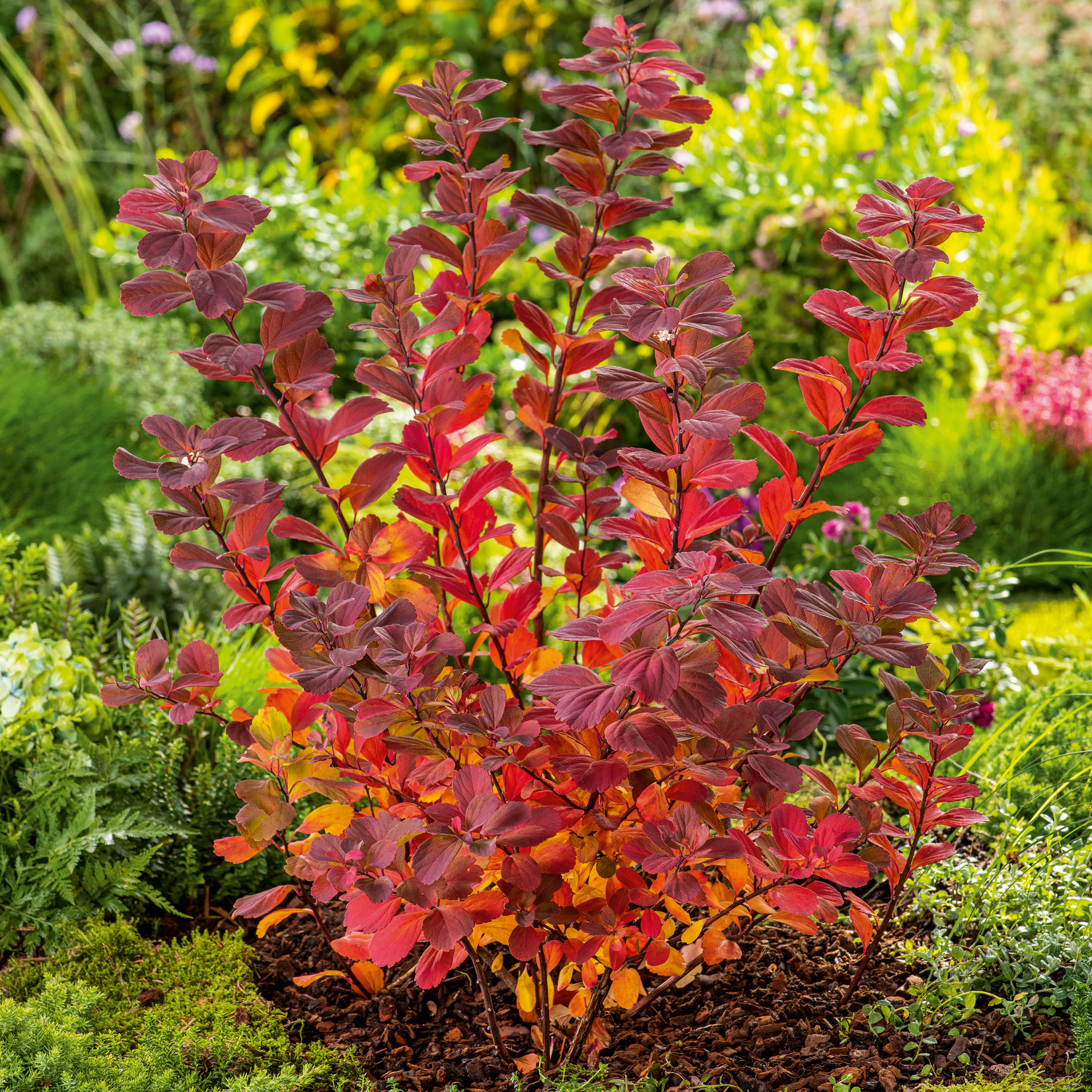 Planta Liguster Omnia Garden 30-50cm Krukodlade
