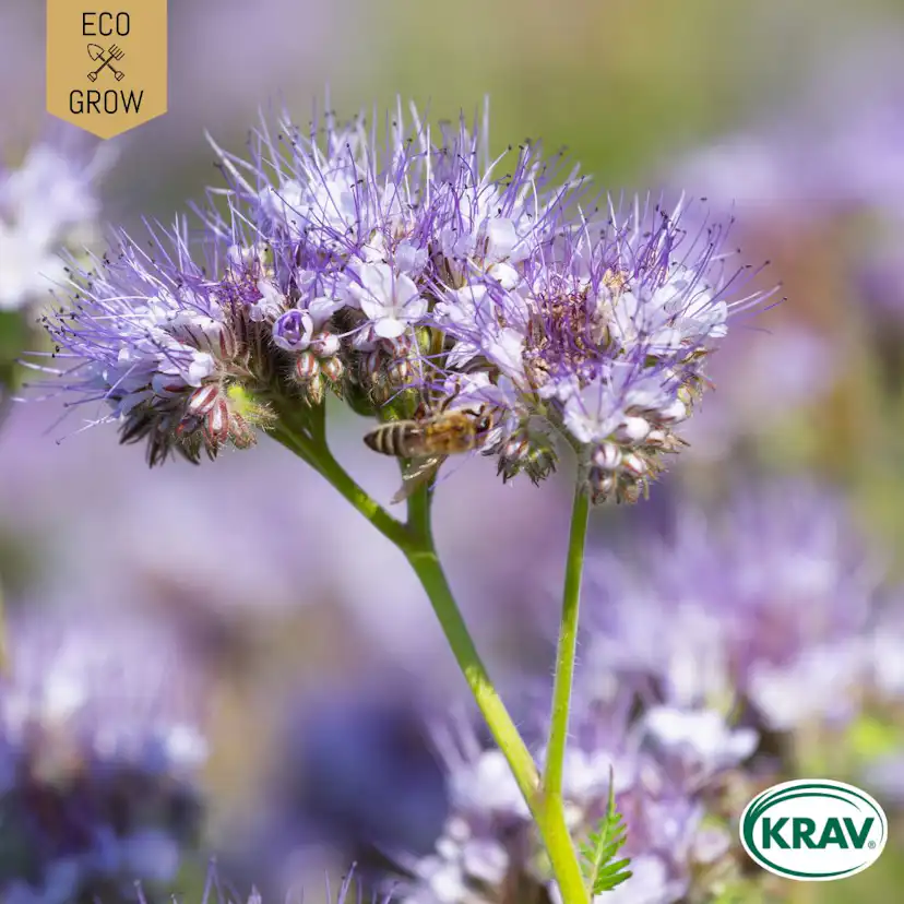 Fröpåse Eco Grow Honungsfacelia Phacelia Tanacetifolia