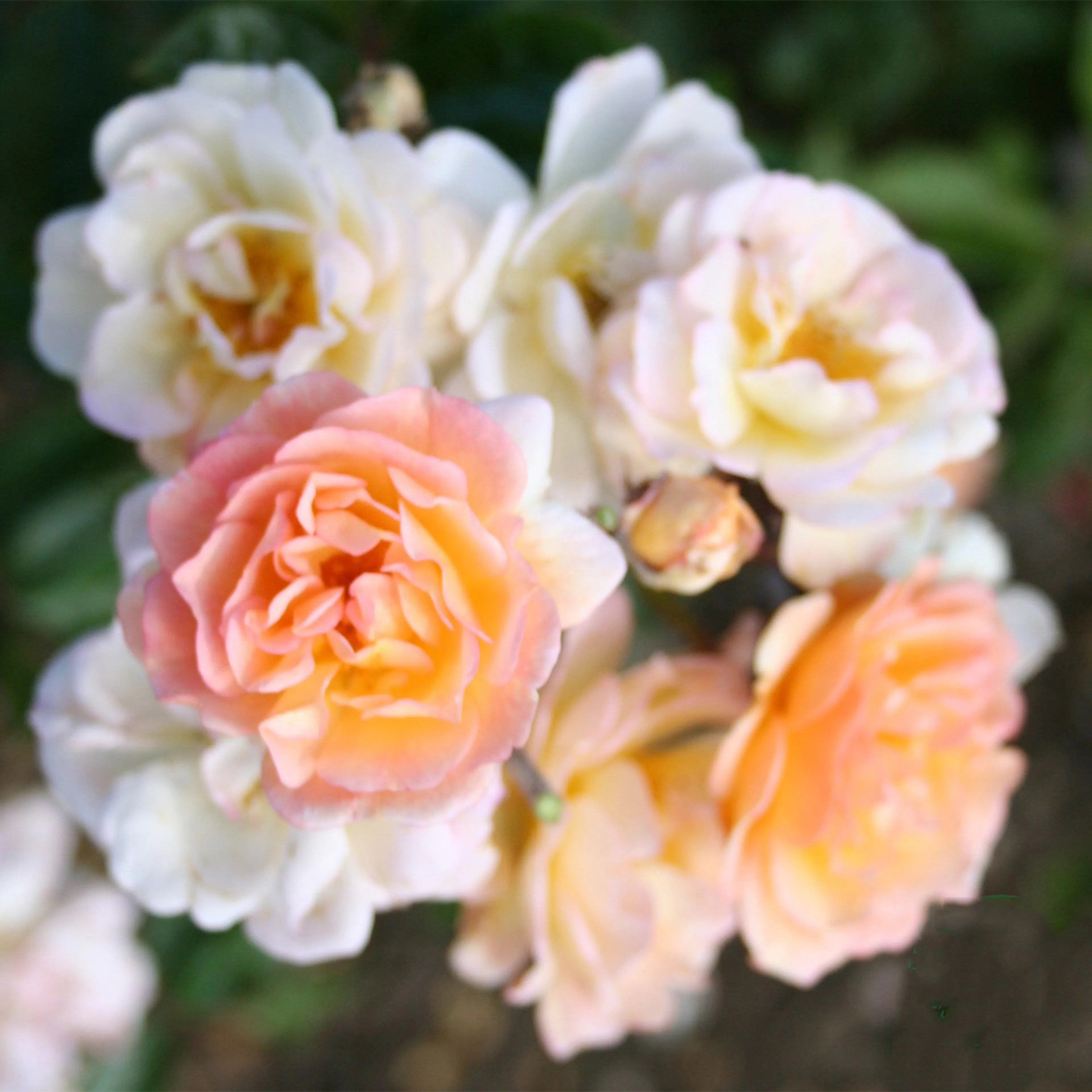Rosa "Ghislaine de Féligonde", 10-pack 10-pack