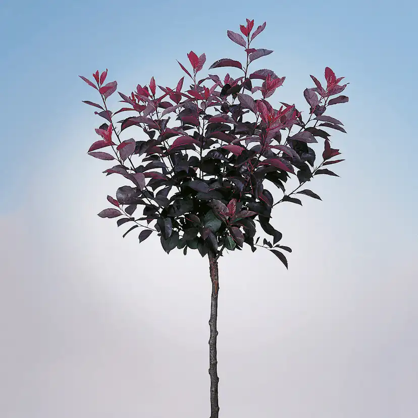 Prydnadsträd Omnia Garden Svartplommon, Rött Lövverk & Vit Blomning, 80-90 cm