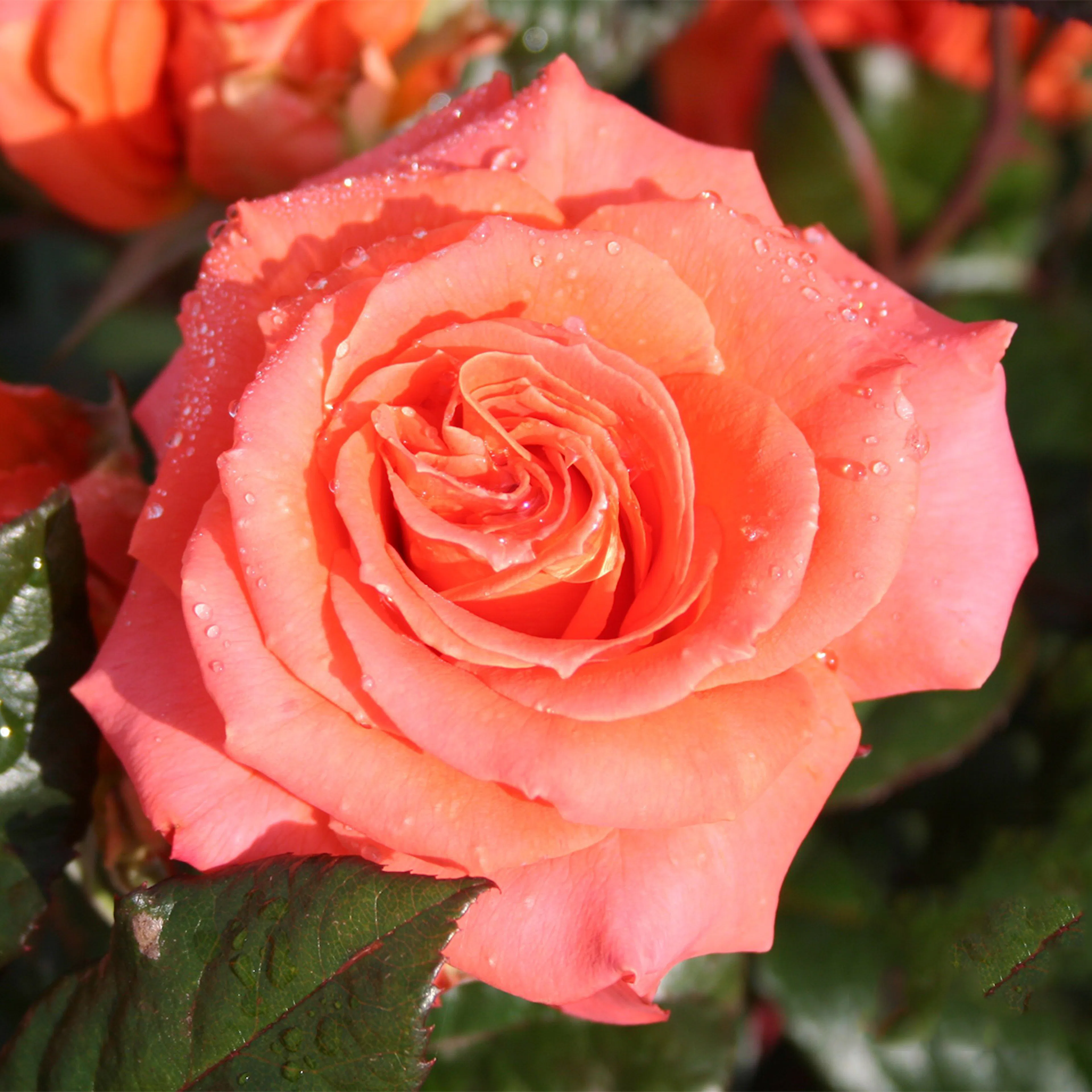 Rosa "Dronning Ingrid", 10-pack 10-pack