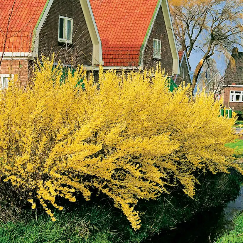 Prydnadsbuske Omnia Garden Prydnadsbuske Hybridforsythia 125-150cm