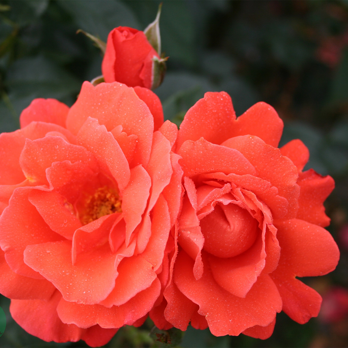 Storblommig Rabattros Omnia Garden Alexander