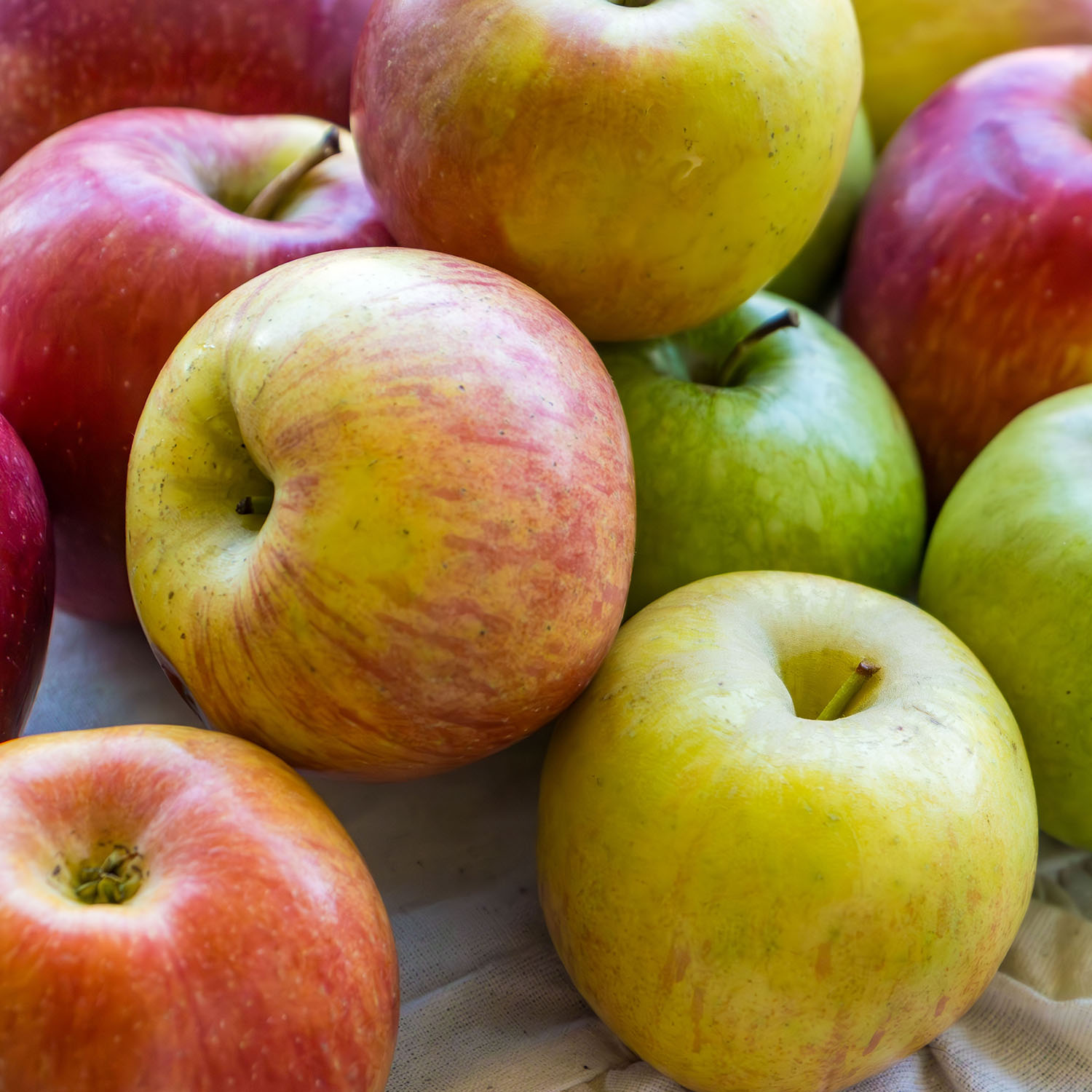 Äppelträd Omnia Garden Malus domestica