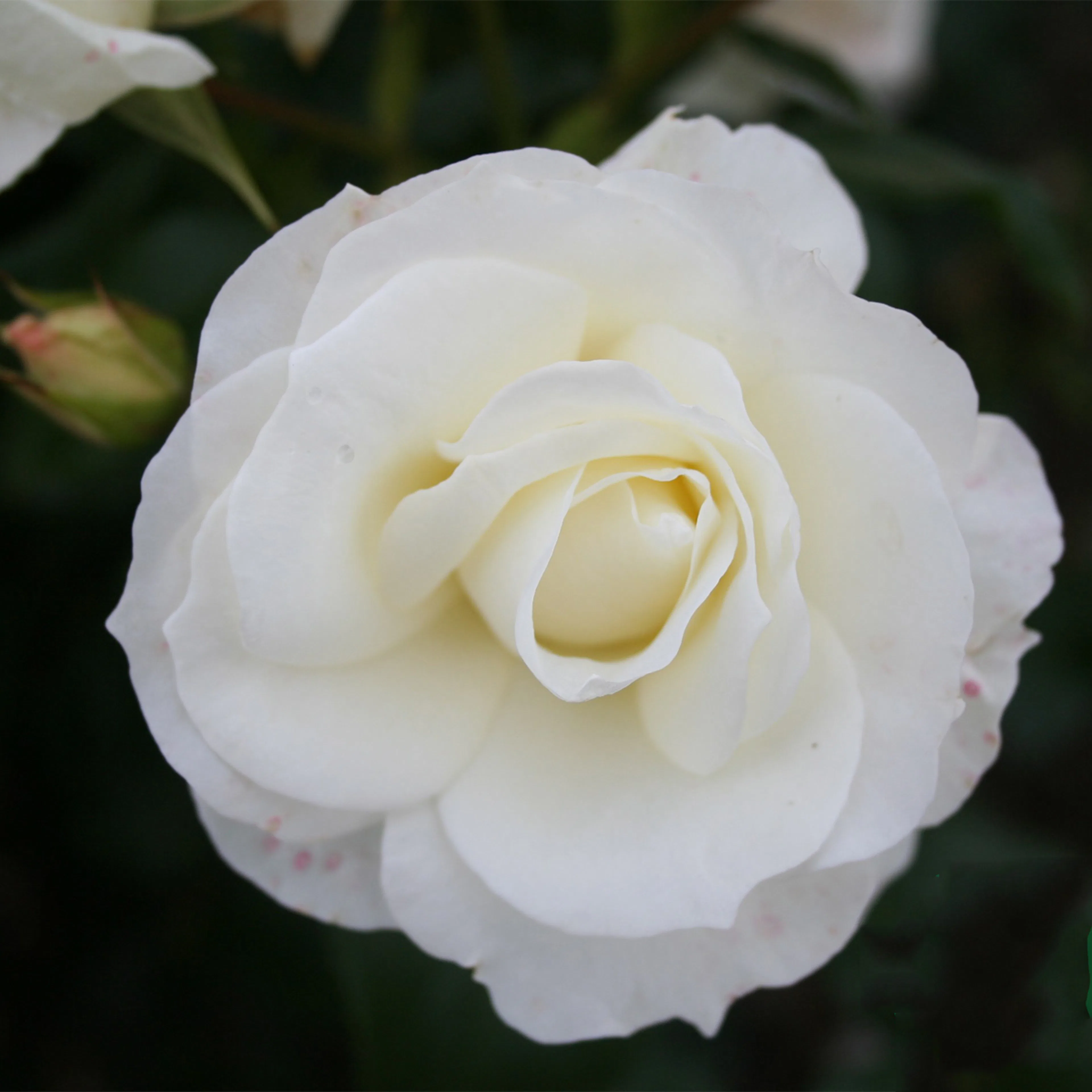 Rosa "Gråsten", 5-pack 5-pack