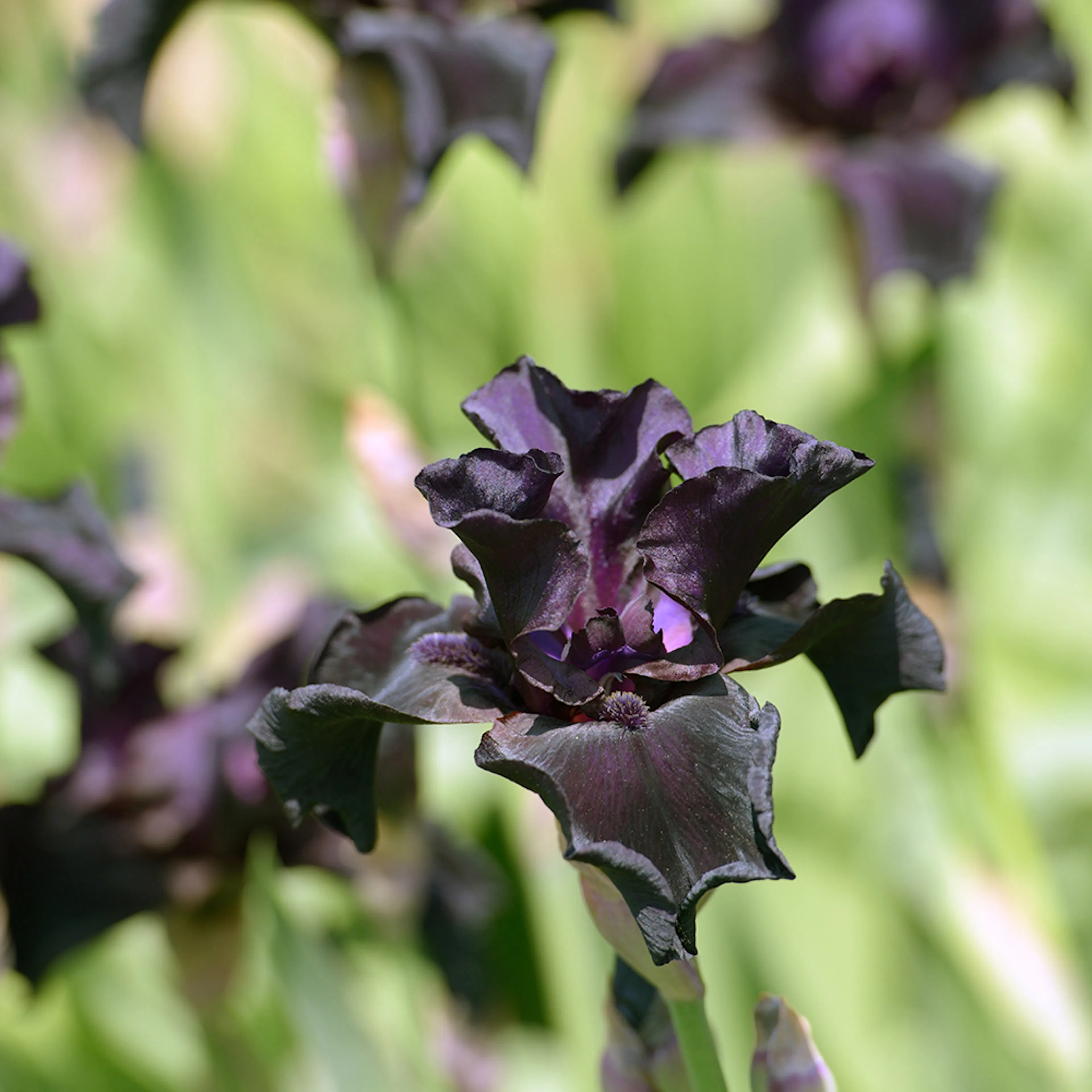 Planta Perenn Omnia Garden Sammetsiris