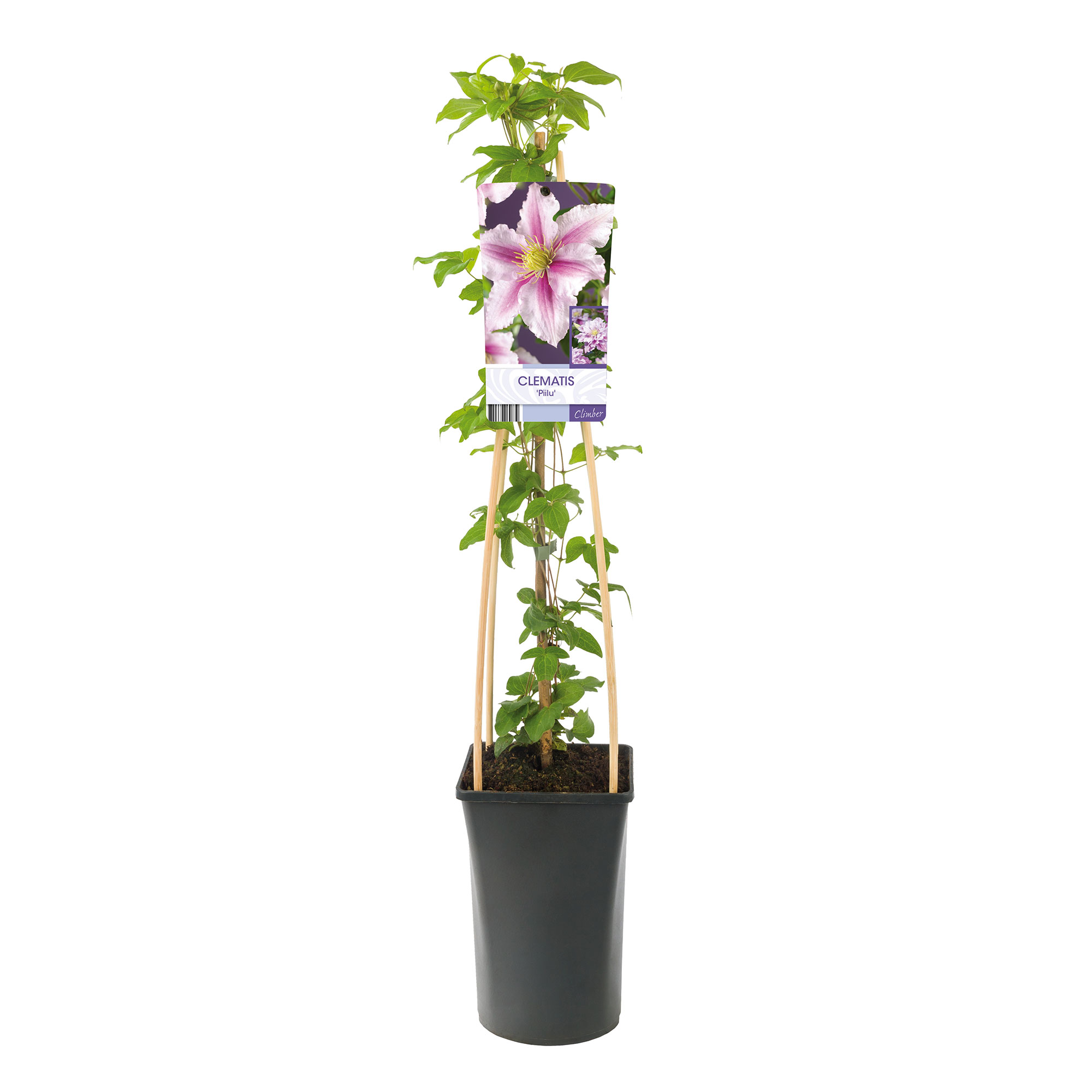 Klätterväxt Rosaröd Patens Klematis Omnia Garden 40-60 cm