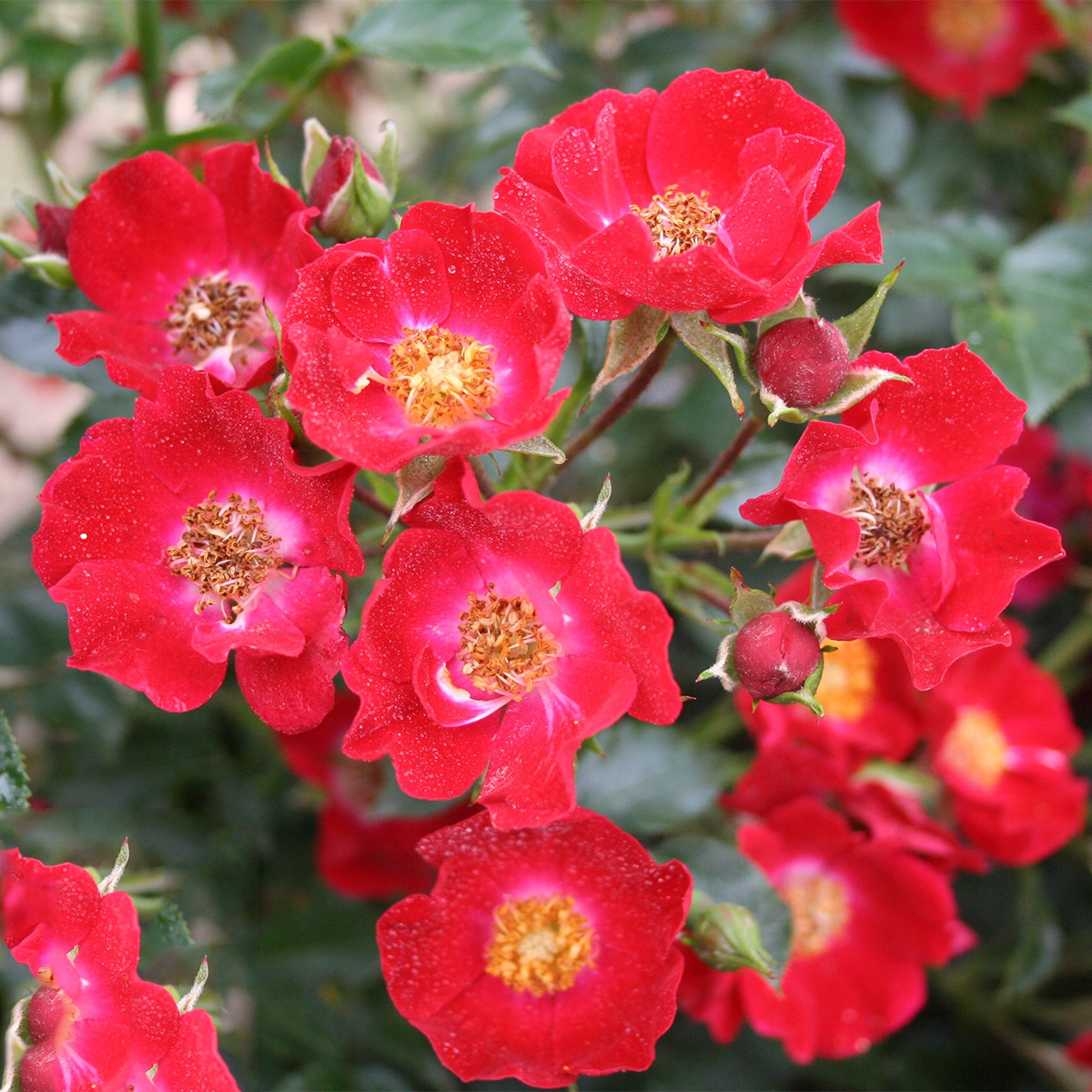 Marktäckande Ros Omnia Garden Bassino
