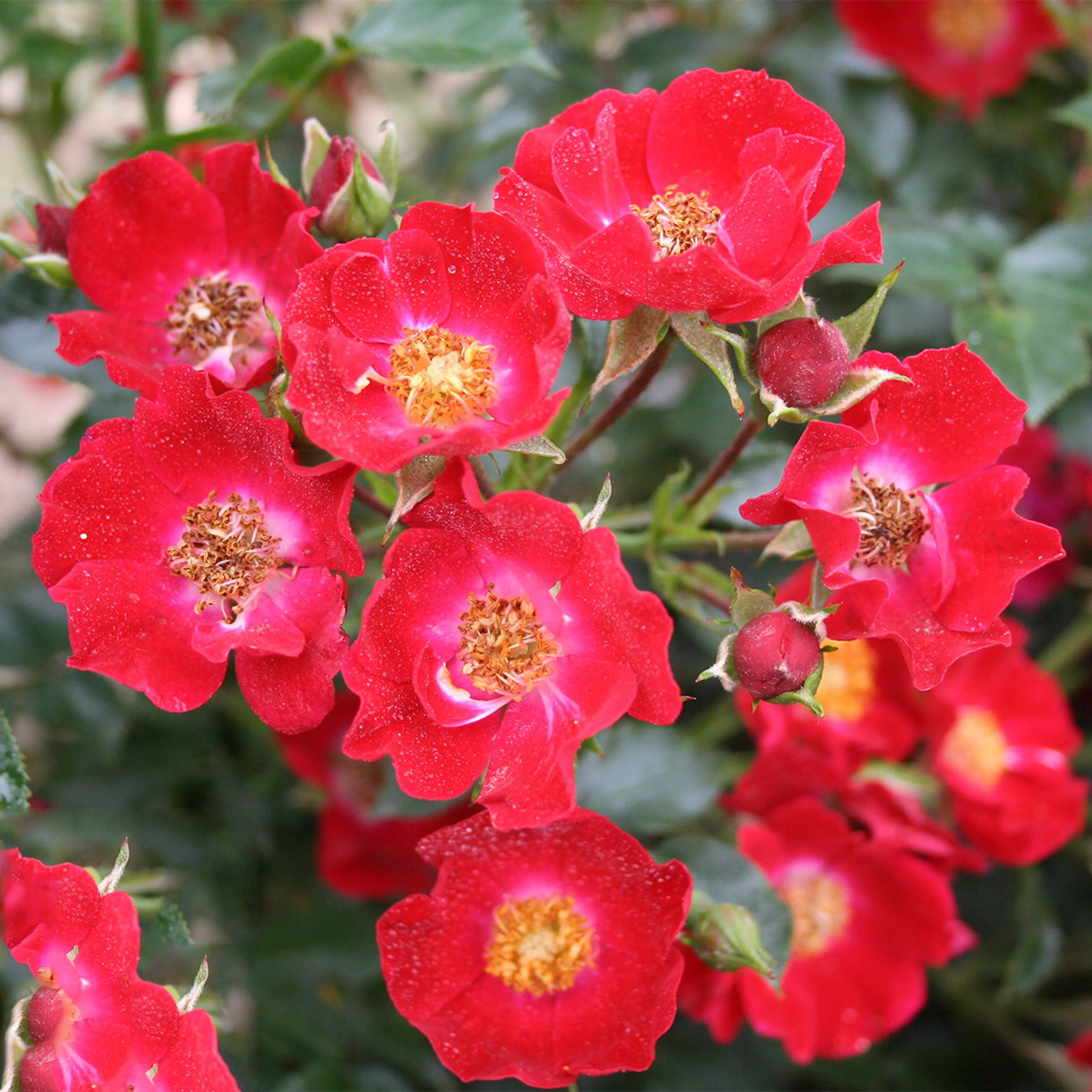 Rosa "Bassino", 5-pack 5-pack
