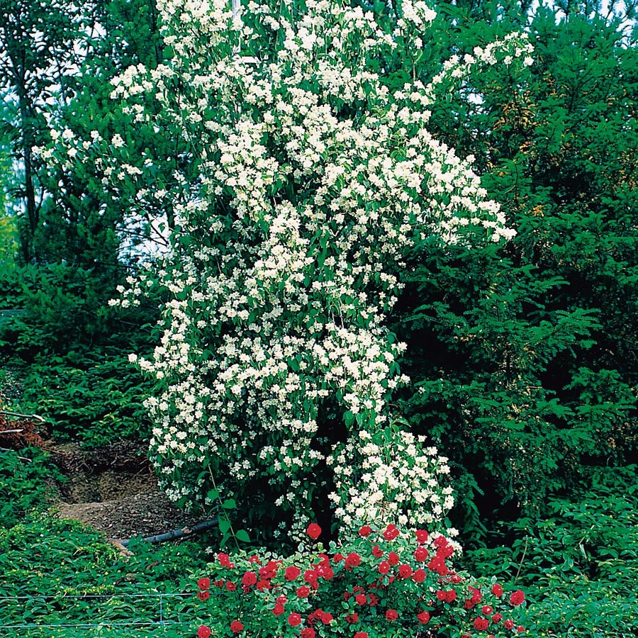 Prydnadsbuske Schersmin- Doftschersmin Omnia Garden 100-150 cm