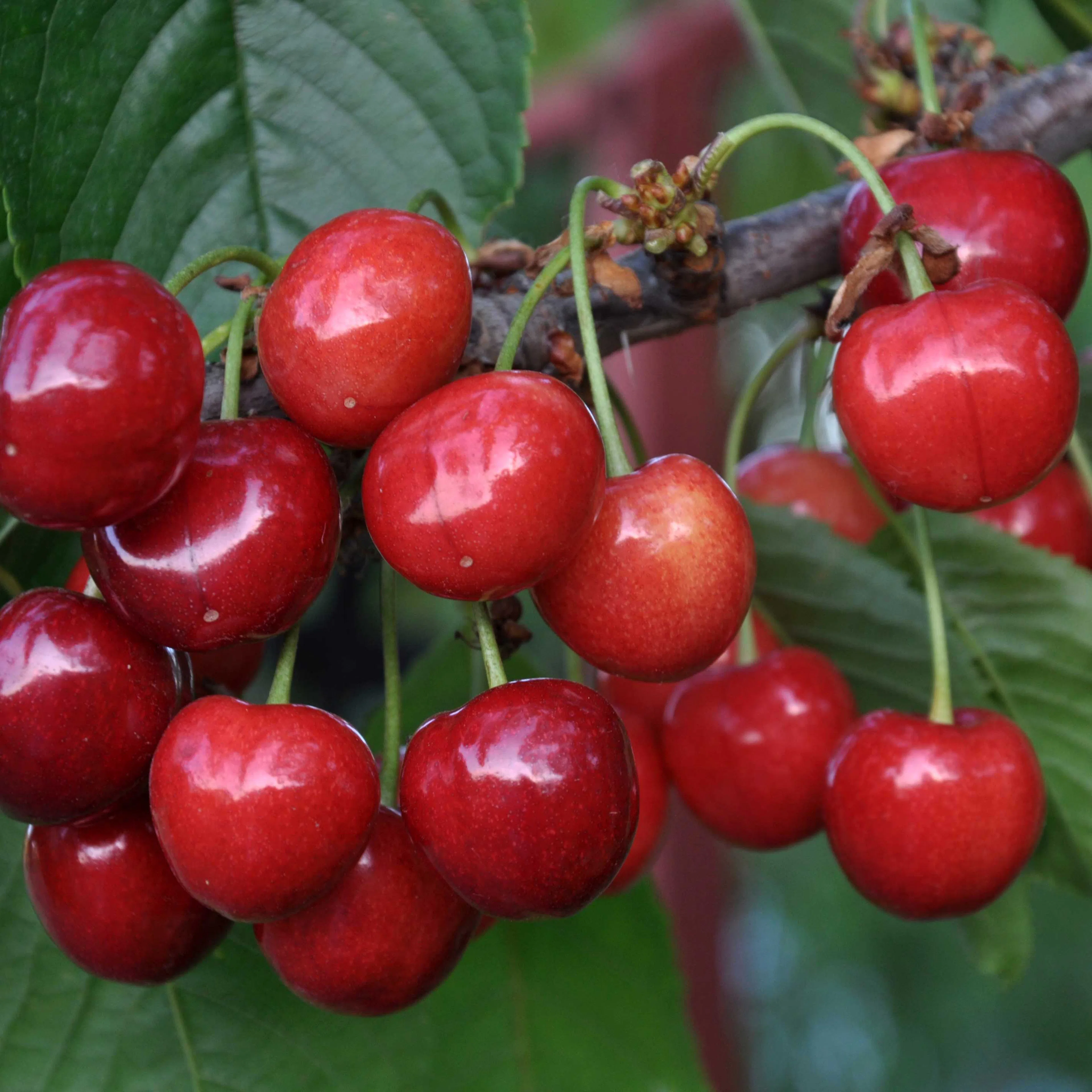 Sötkörsbärsträd Omnia Garden Gårdebo E