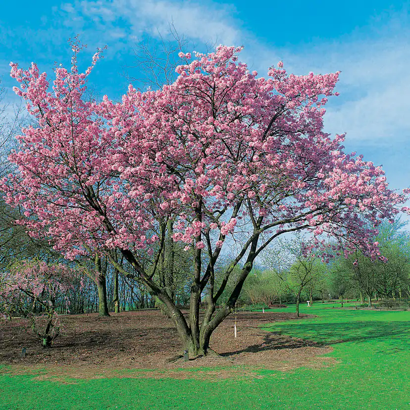 Prydnadsbuske Omnia Garden Solitär Bergkörsbär med Rosa Blomning & Grönt Lövverk, 150-200cm