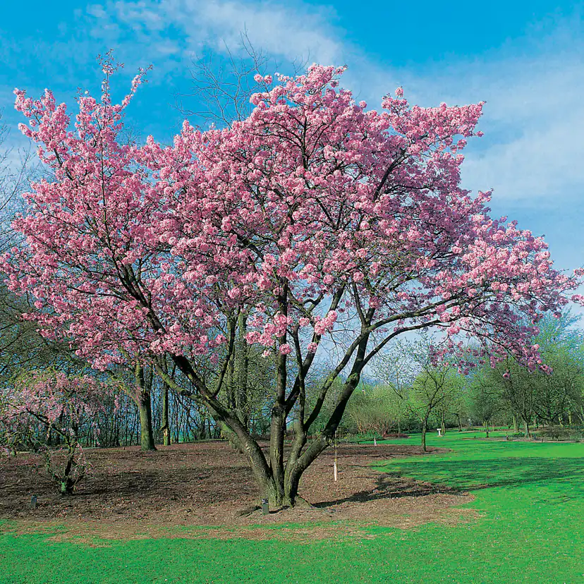 Prydnadsbuske Omnia Garden Solitär Bergkörsbär med Rosa Blomning & Grönt Lövverk, 150-200cm