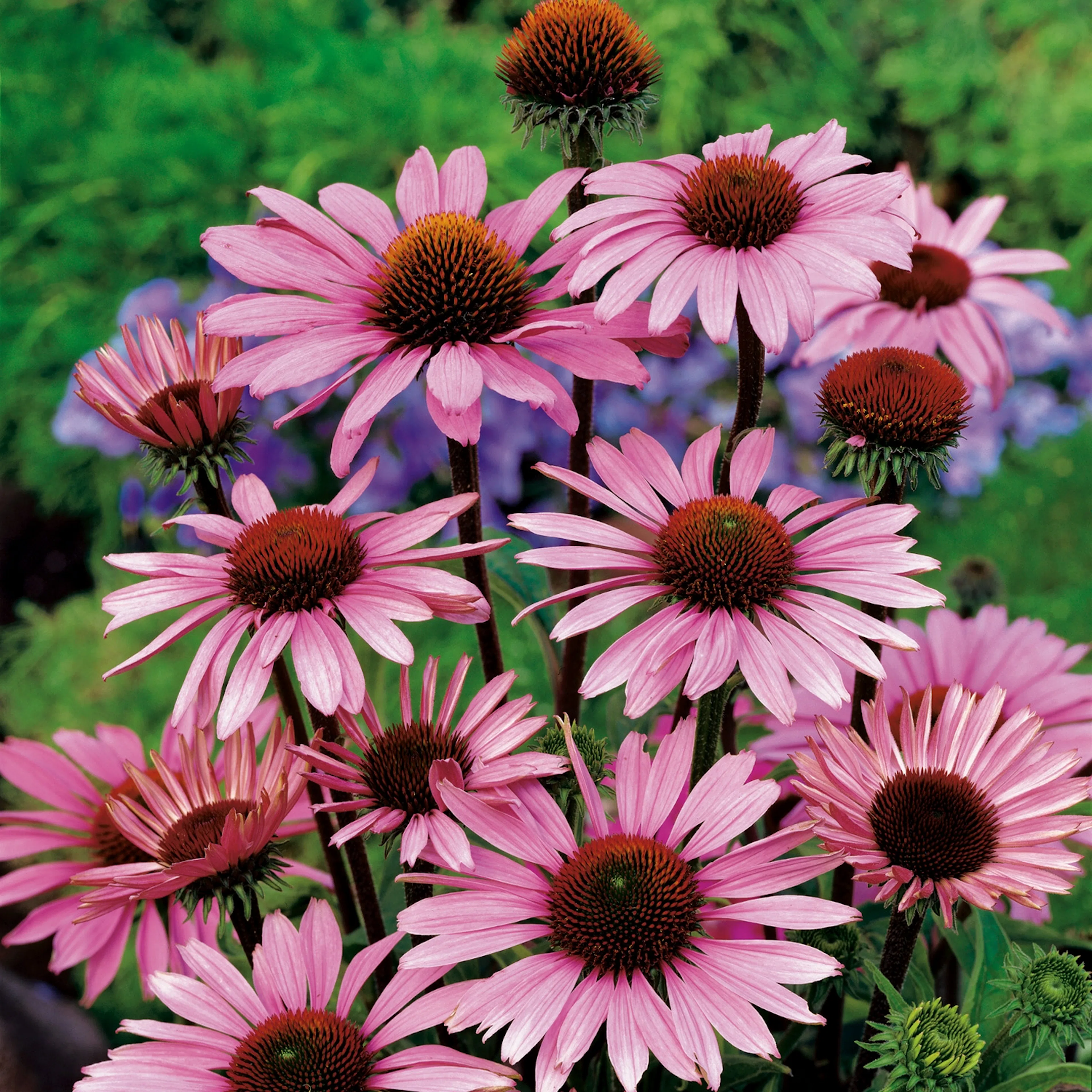 Echinacea purpurea 'Magnus', 2L 1-pack