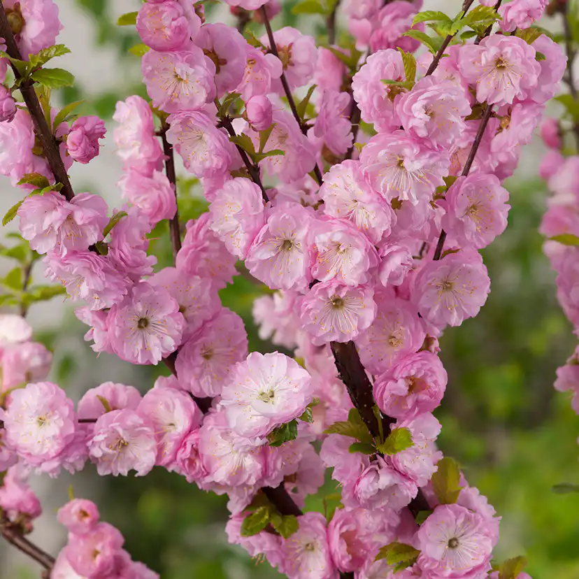 Prydnadsträd Rosenmandel Omnia Garden Rosa Blomning 100-120 cm med Grönt Lövverk