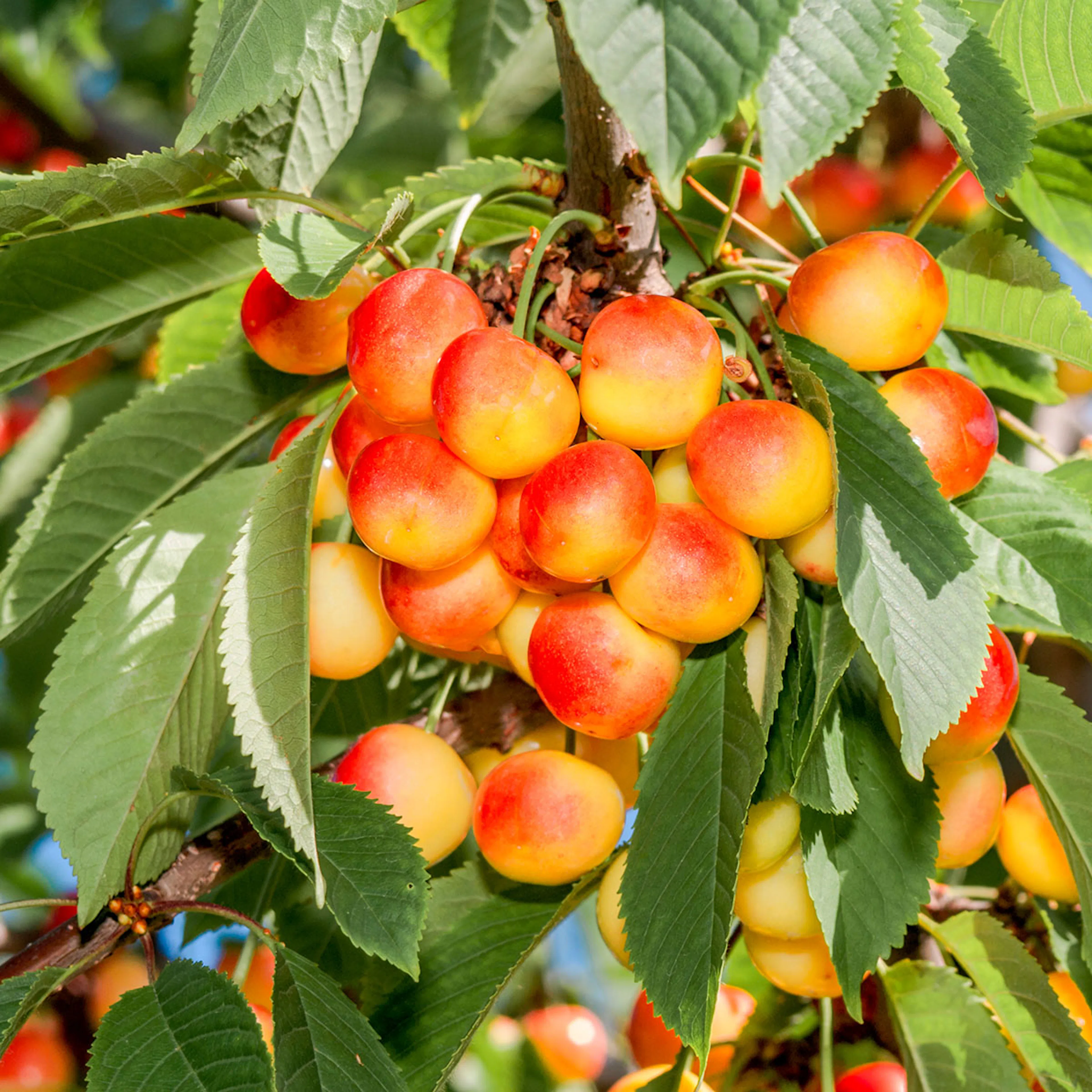 Sötkörsbärsträd Omnia Garden Heidi' E