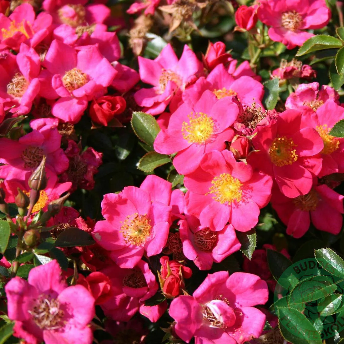 Marktäckande Ros Omnia Garden Tommelise