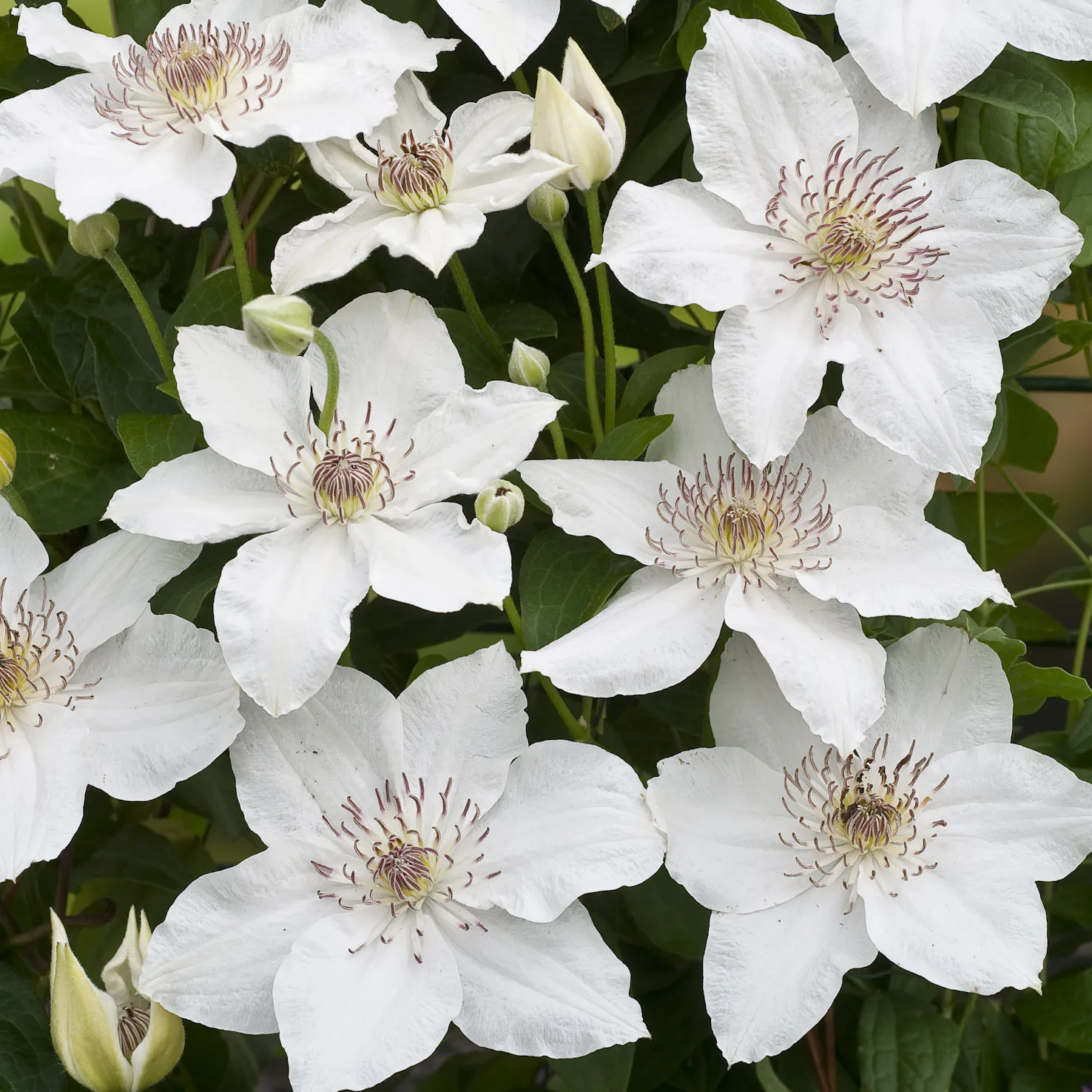 Klätterväxt Tidig storblommig Klematis Omnia Garden Destiny 40-60 cm