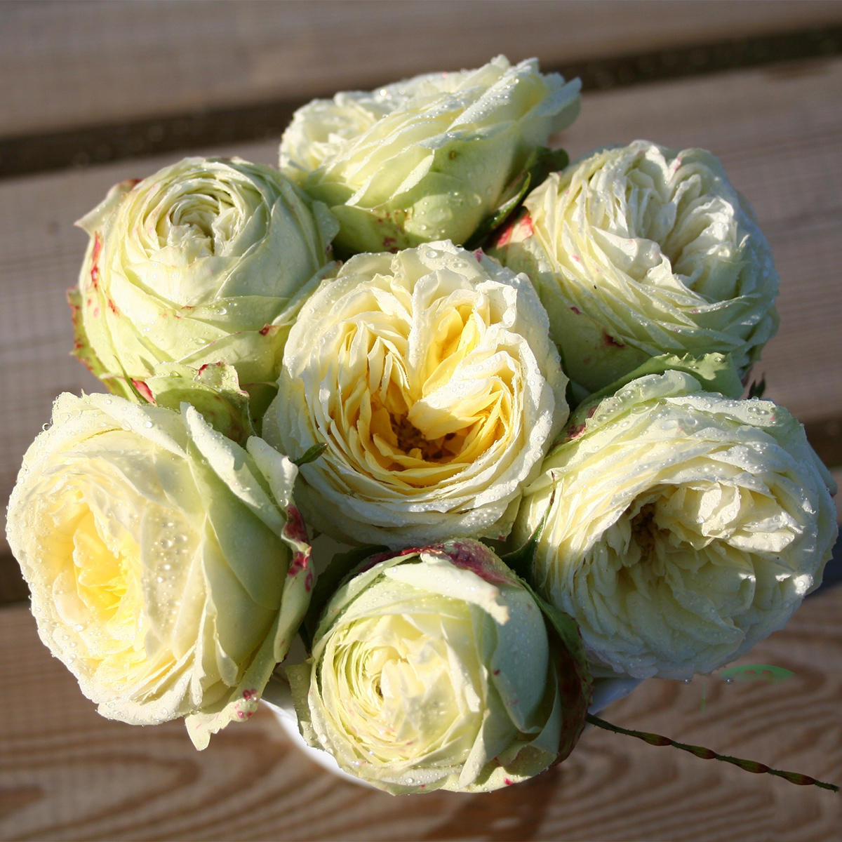 Flerblommig Rabattros Omnia Garden Wedding Piano