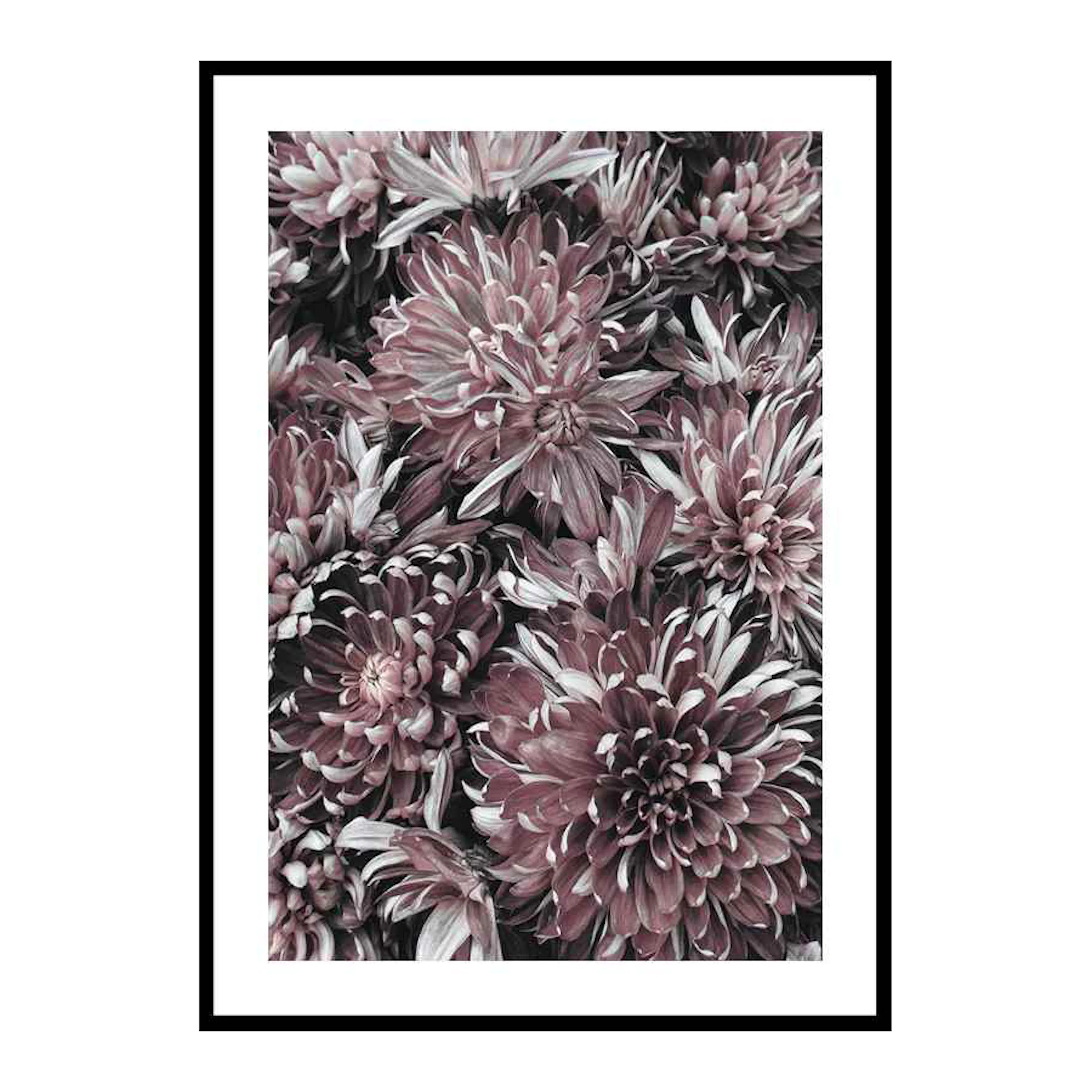 Poster Gallerix Dahlias
