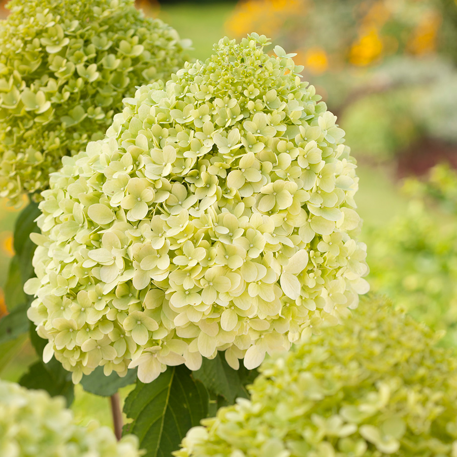 Prydnadsbuske Omnia Garden Vipphortensia