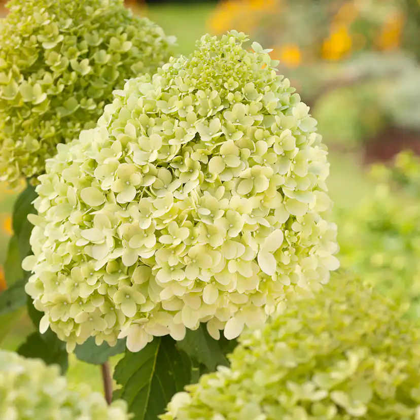 Prydnadsbuske Omnia Garden Vipphortensia
