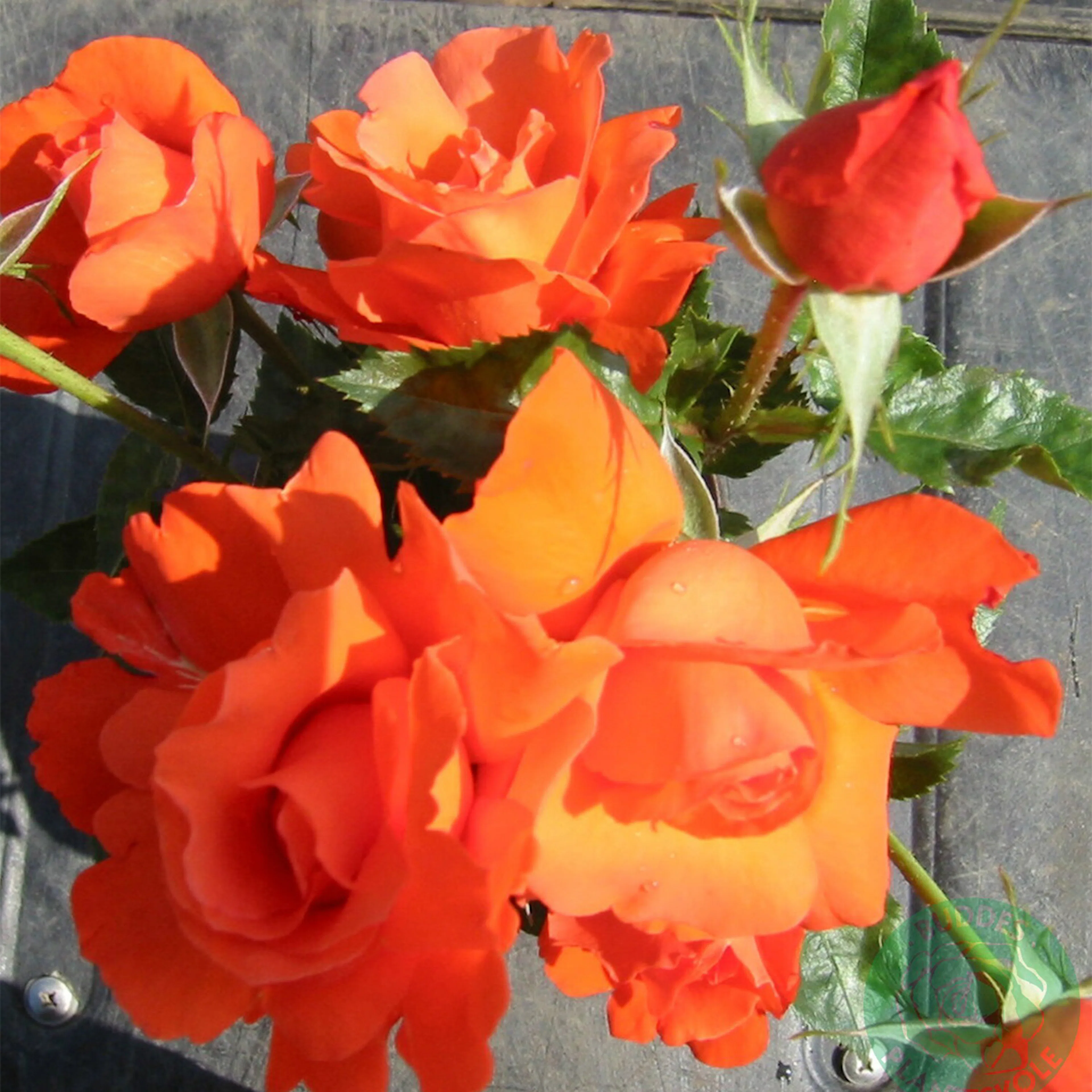 Rosa "Alexander", 10-pack 10-pack
