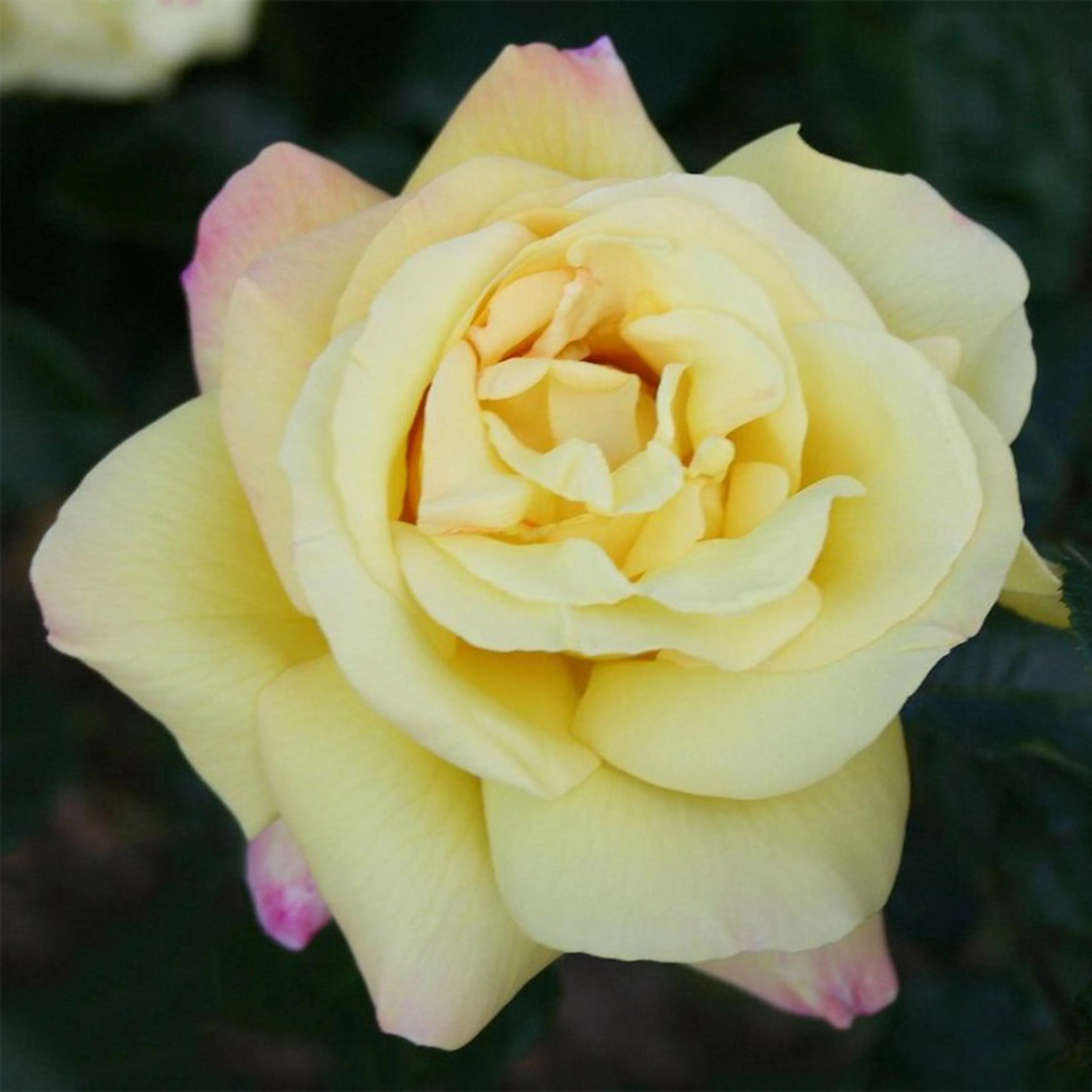 Rosa "Peace", 10-pack 10-pack